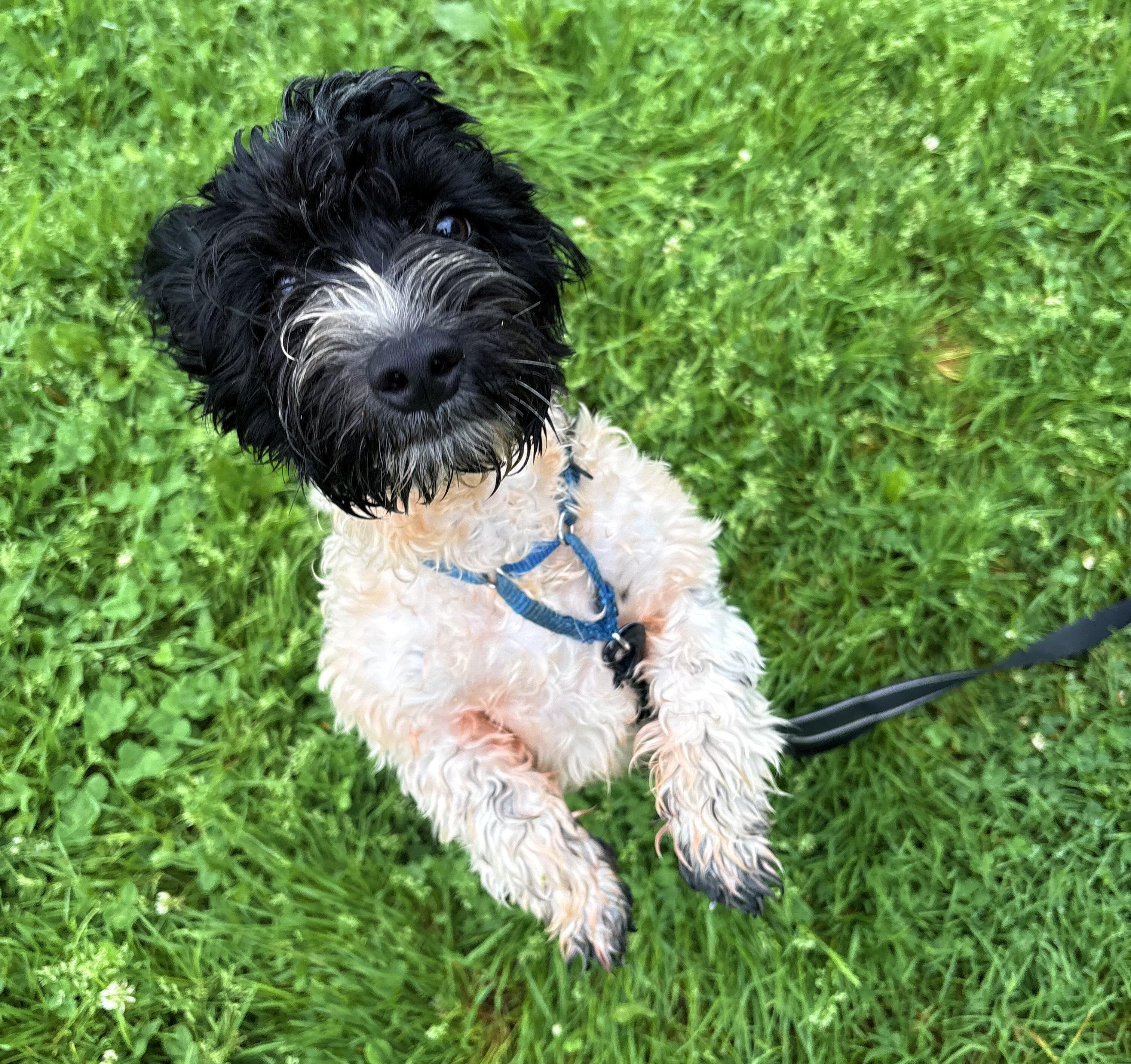 Enlarge Scrappy, an adopted mixed breed in Brunswick, OH image 5/6