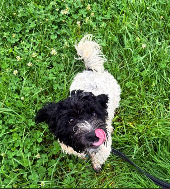 Enlarge Scrappy, an adopted mixed breed in Brunswick, OH image 3/6