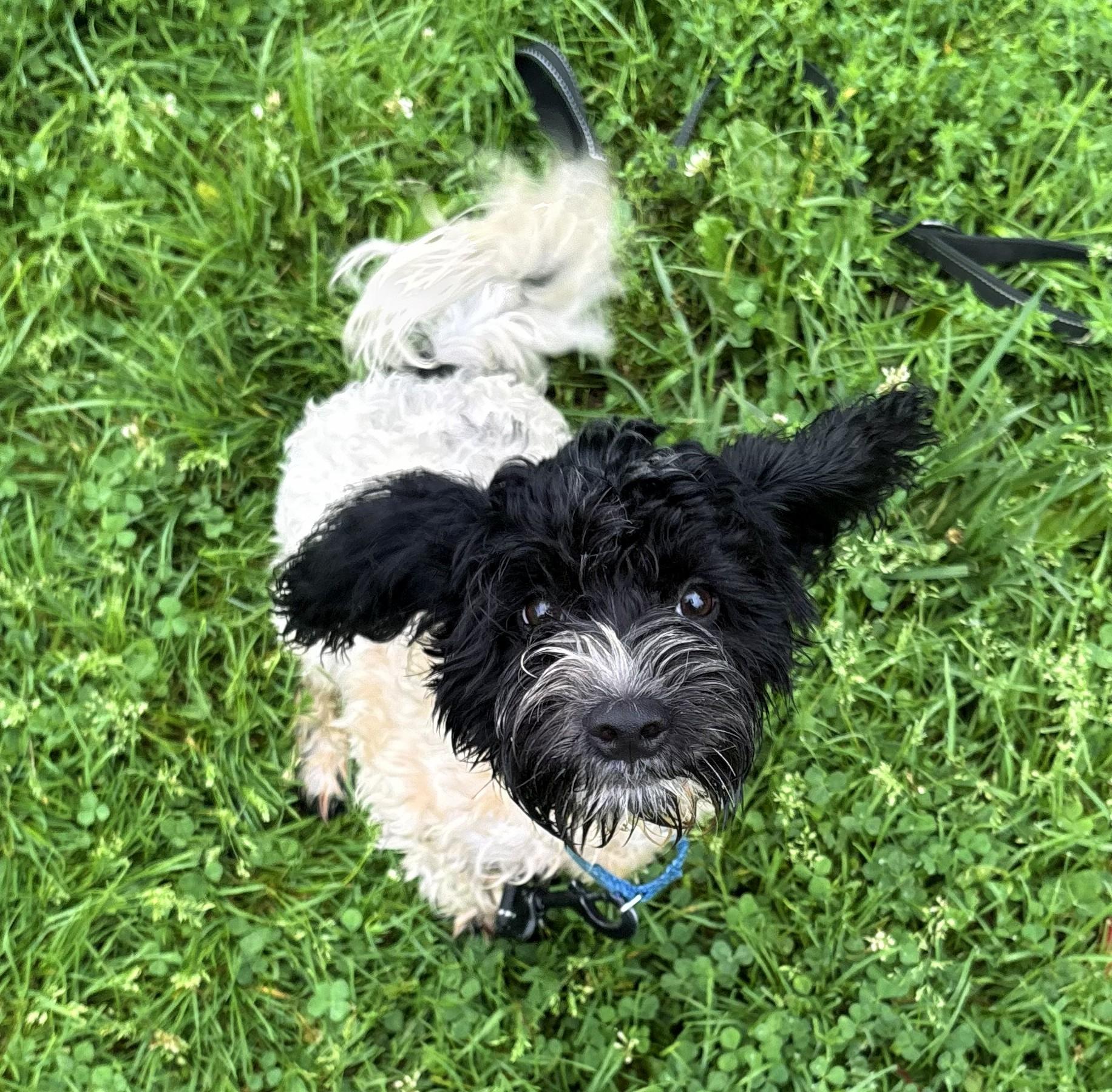 Enlarge Scrappy, an adopted mixed breed in Brunswick, OH image 4/6