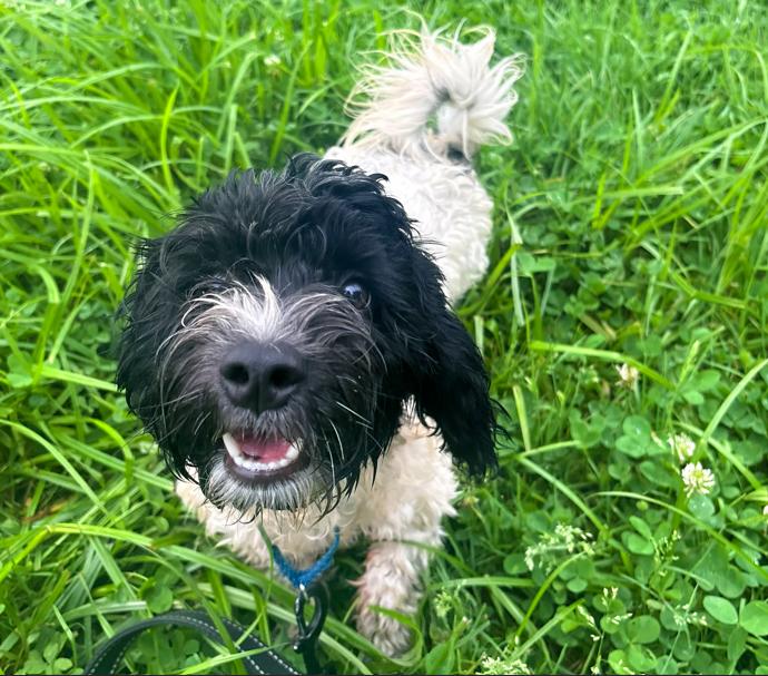 Enlarge Scrappy, an adopted mixed breed in Brunswick, OH image 6/6