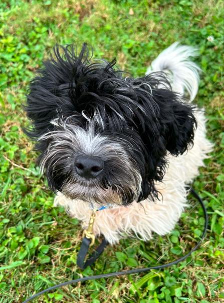 Scrappy, adopted, Puppy Male Shih Tzu.