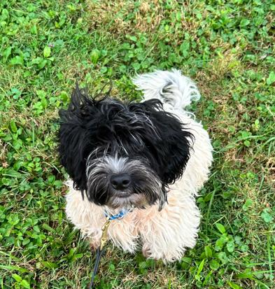 Enlarge Scrappy, an adopted mixed breed in Brunswick, OH image 2/6
