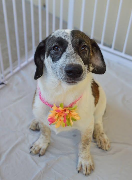 Flubnub, Adoptable, Puppy Female Mixed Breed.