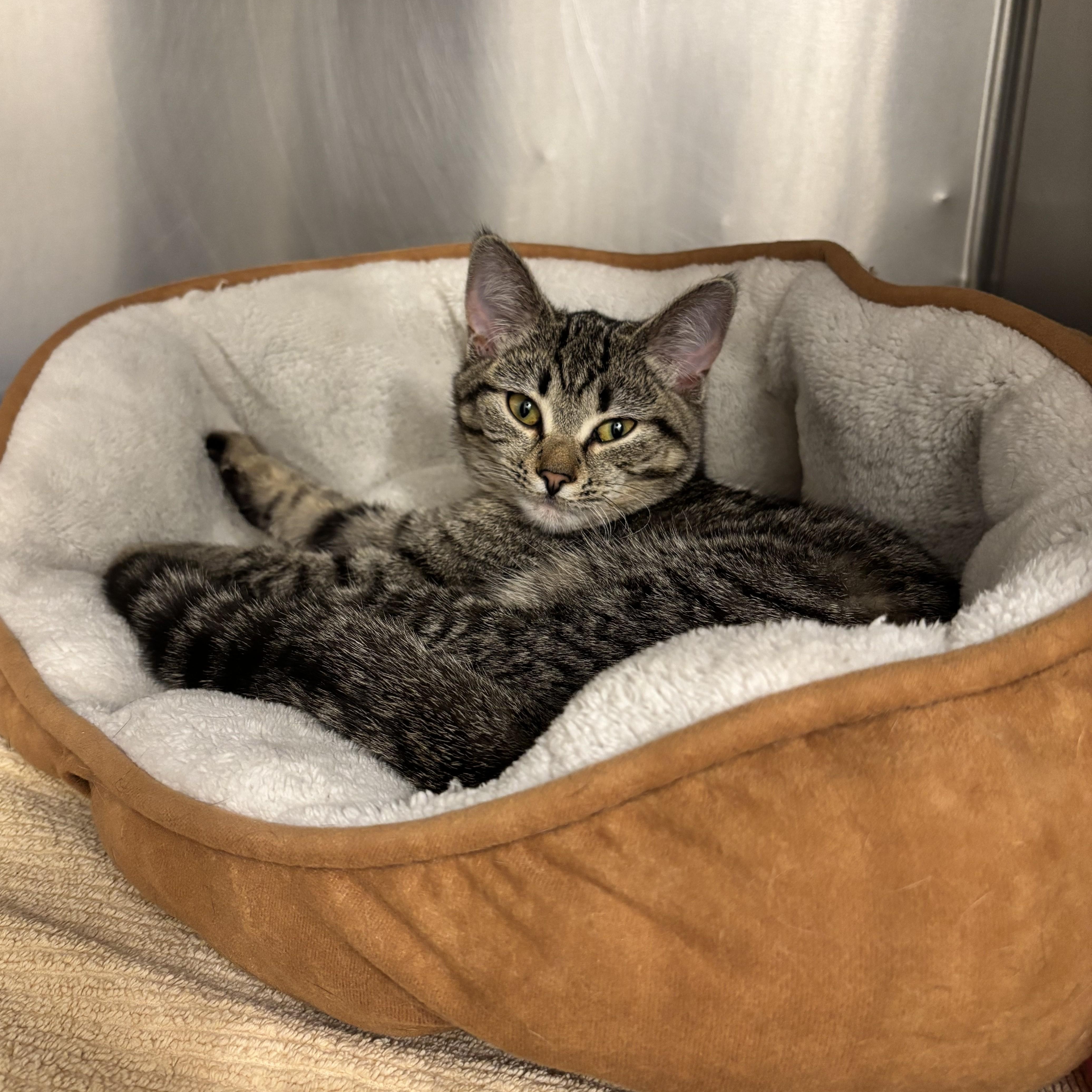 KITTEN:  CocoaBean ~~ VETERINARY MED CTR  PHONE: 770.475.8272, adopted, Kitten Female Domestic Short Hair.