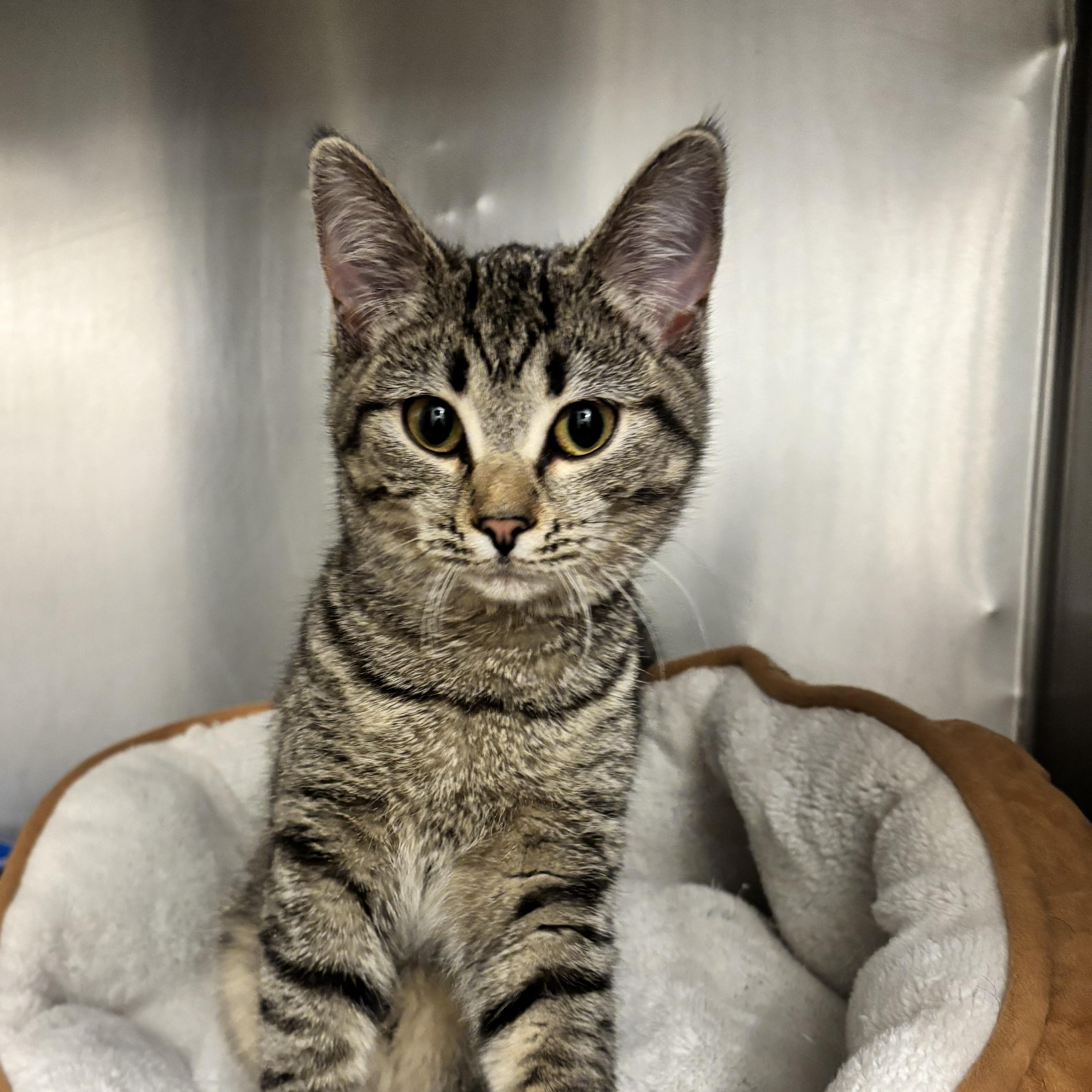 KITTEN: CocoaBean ~~ VETERINARY MED CTR PHONE: 770.475.8272, an adopted Domestic Short Hair in Alpharetta, GA image 2/2