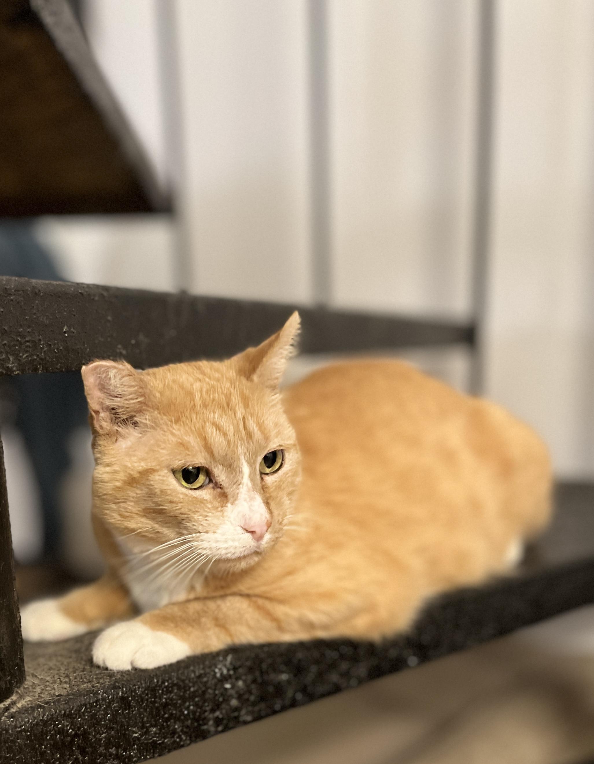 Rupert, an adoptable Domestic Short Hair in Yakima, WA, 98908 | Photo Image 4