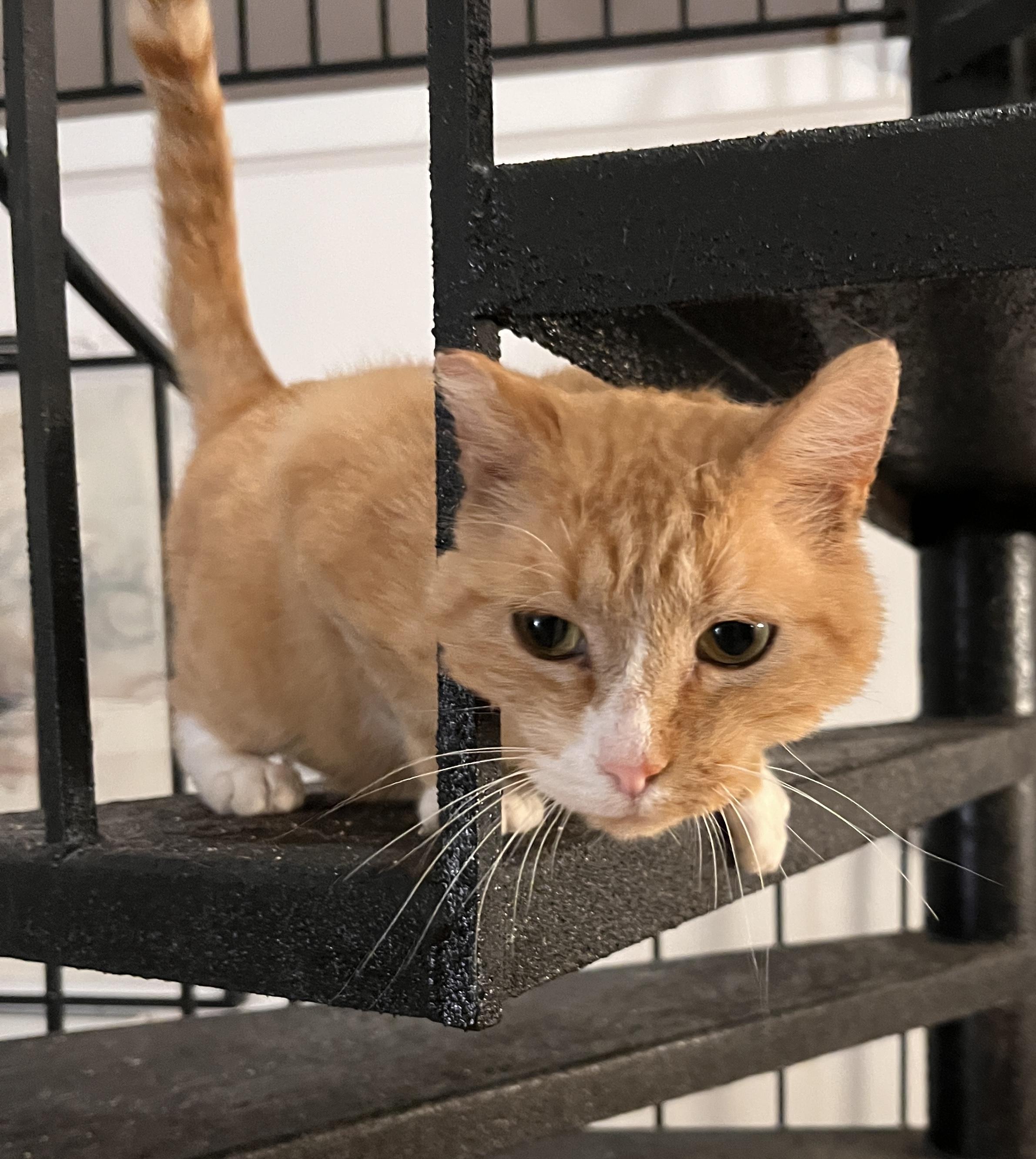 Rupert, an adoptable Domestic Short Hair in Yakima, WA, 98908 | Photo Image 3