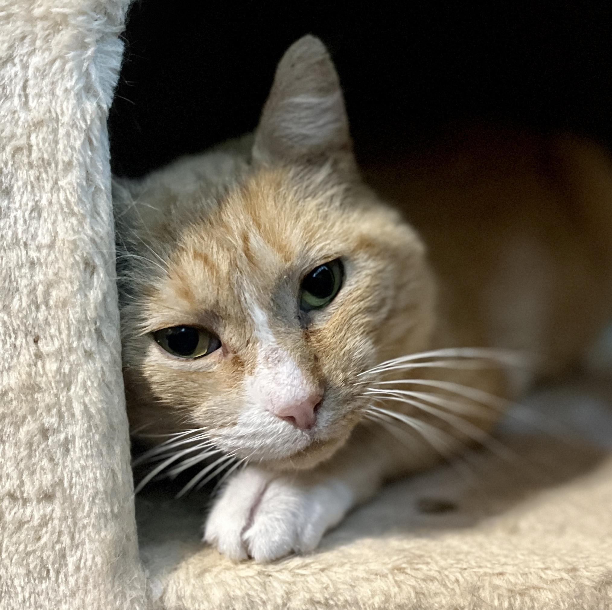 Rupert, an adoptable Domestic Short Hair in Yakima, WA, 98908 | Photo Image 2