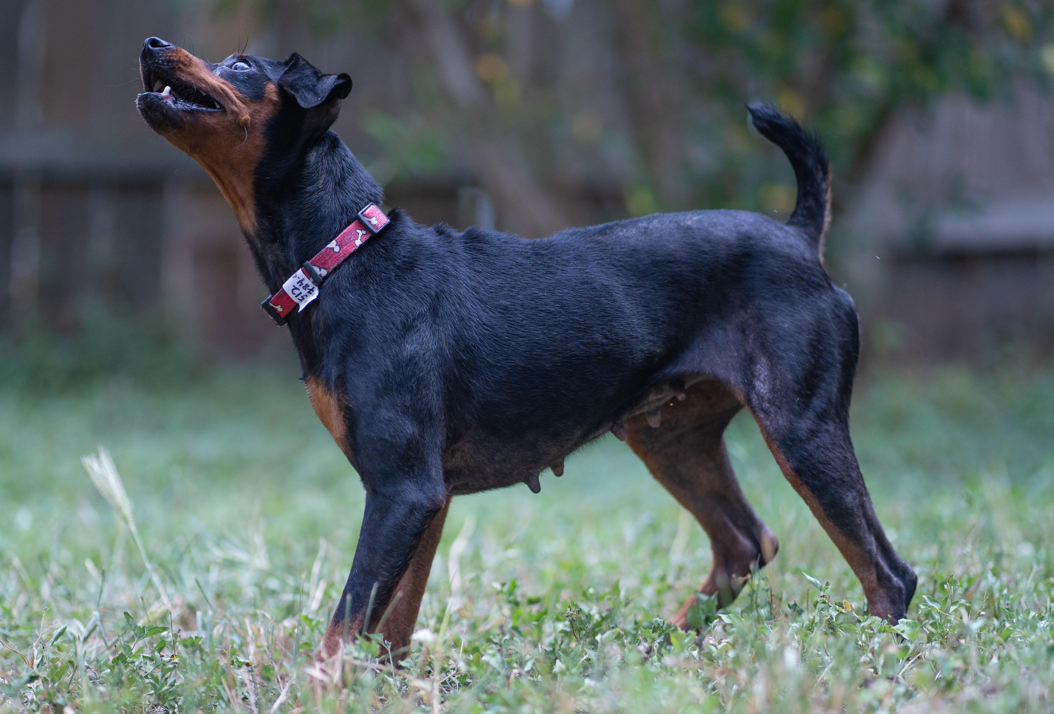 Penny, an adopted Miniature Pinscher in Austin, TX image 5/5