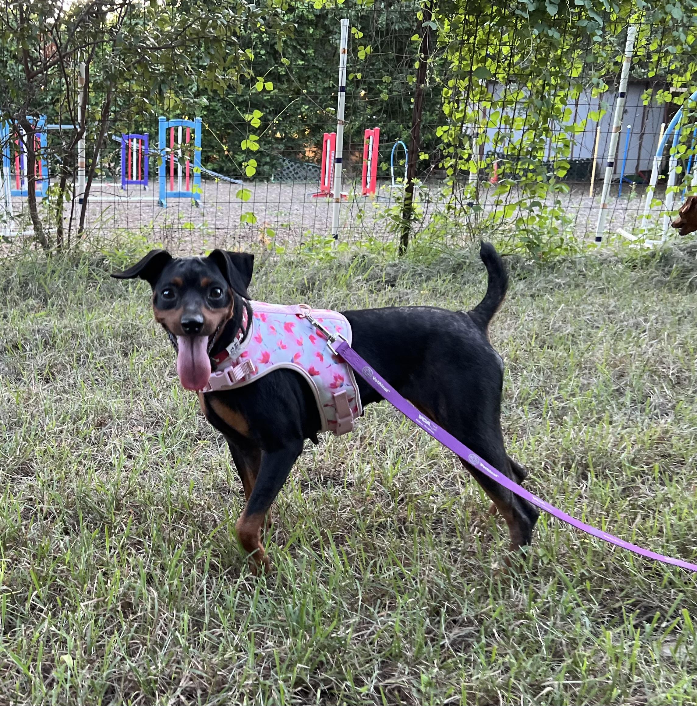 Penny, an adopted Miniature Pinscher in Austin, TX image 2/5