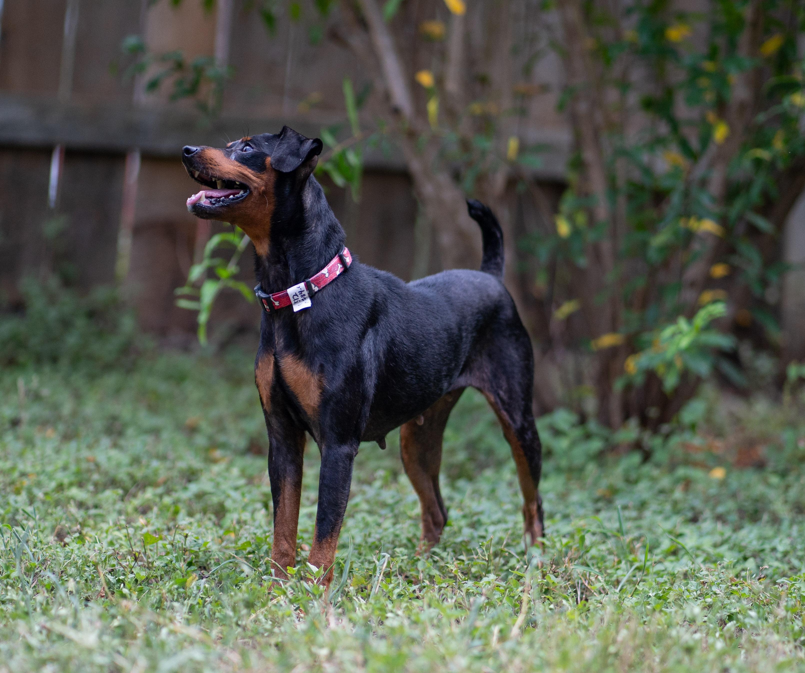 Penny, an adopted Miniature Pinscher in Austin, TX image 4/5