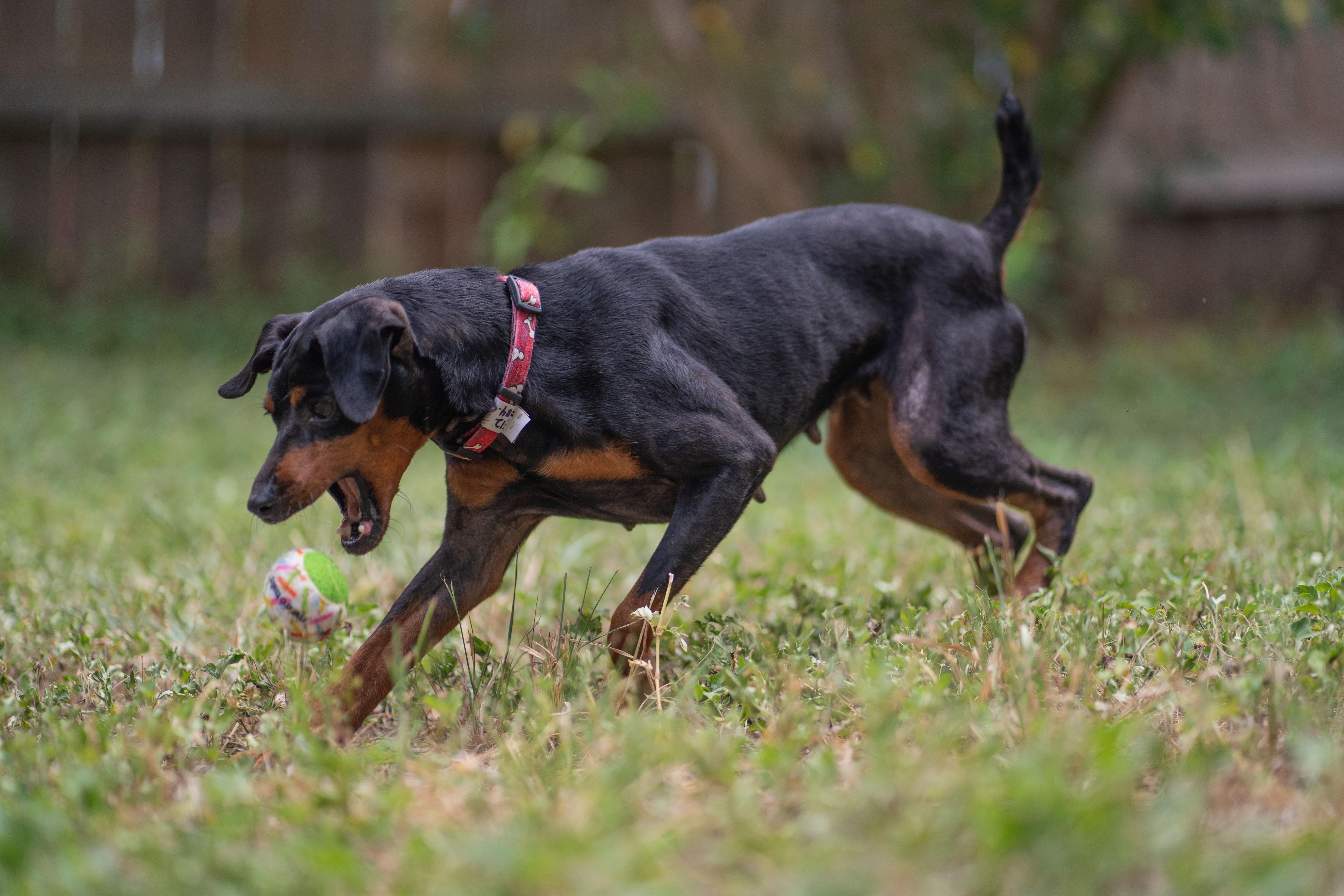 Penny, an adopted Miniature Pinscher in Austin, TX image 3/5
