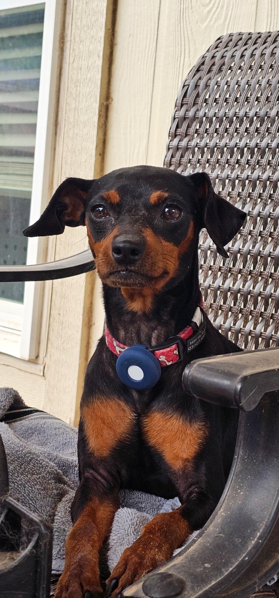 Penny, adopted, Young Female Miniature Pinscher.