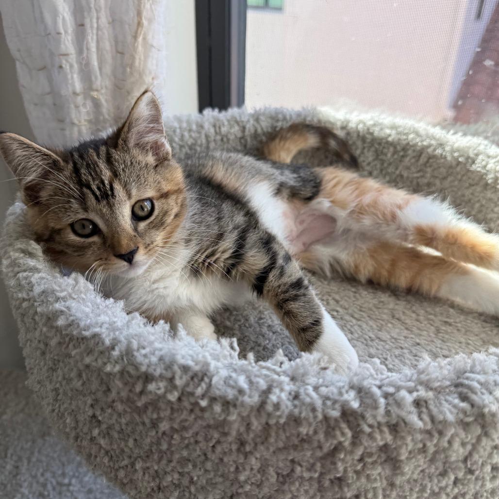 Enlarge Boop, an adopted Domestic Short Hair in Parkland, FL image 1/4