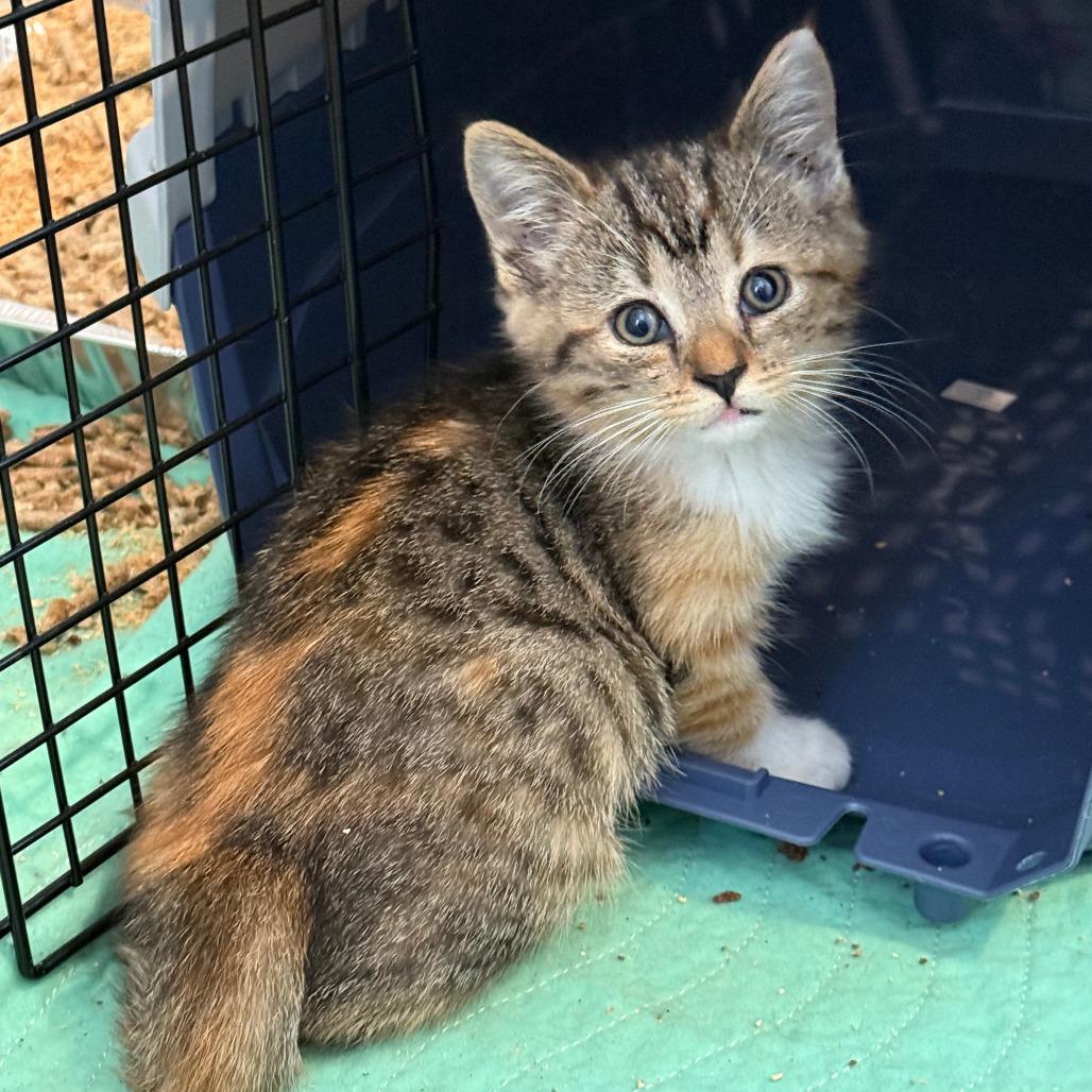 Enlarge Boop, a ADOPTABLE Domestic Short Hair in Parkland, FL image 2/2