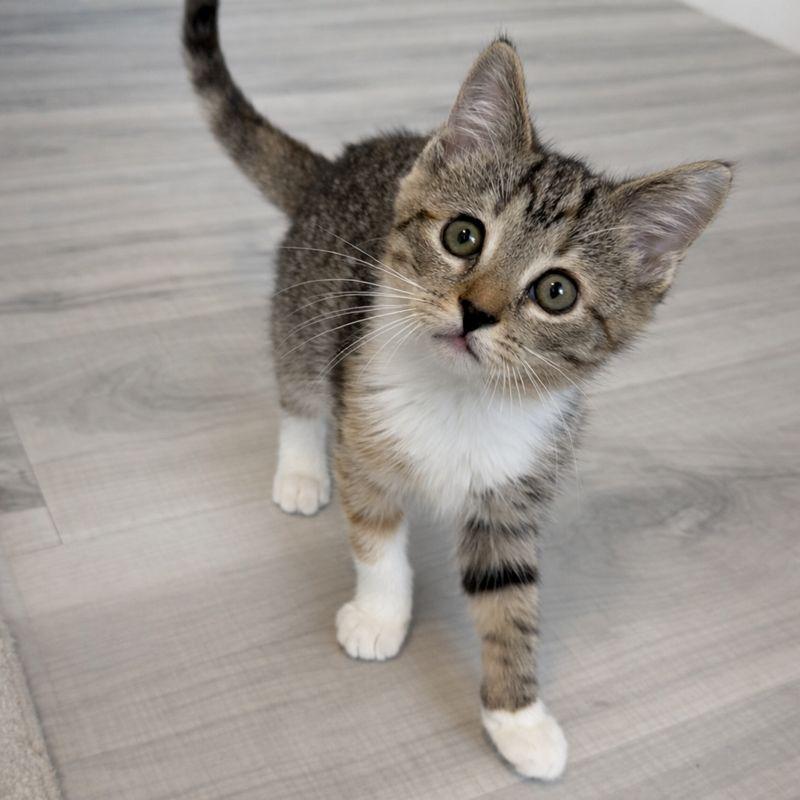 Enlarge Boop, an adopted Domestic Short Hair in Parkland, FL image 3/4