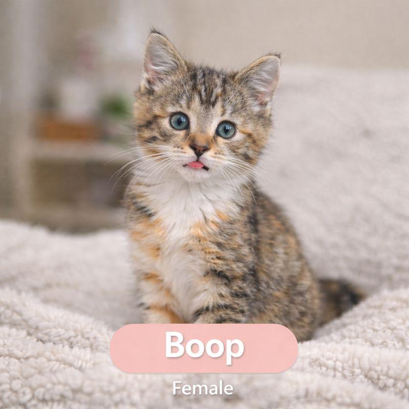 Boop, ADOPTABLE, Young Female Domestic Short Hair.