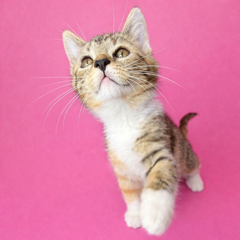 Enlarge Boop, an adopted Domestic Short Hair in Parkland, FL image 2/4