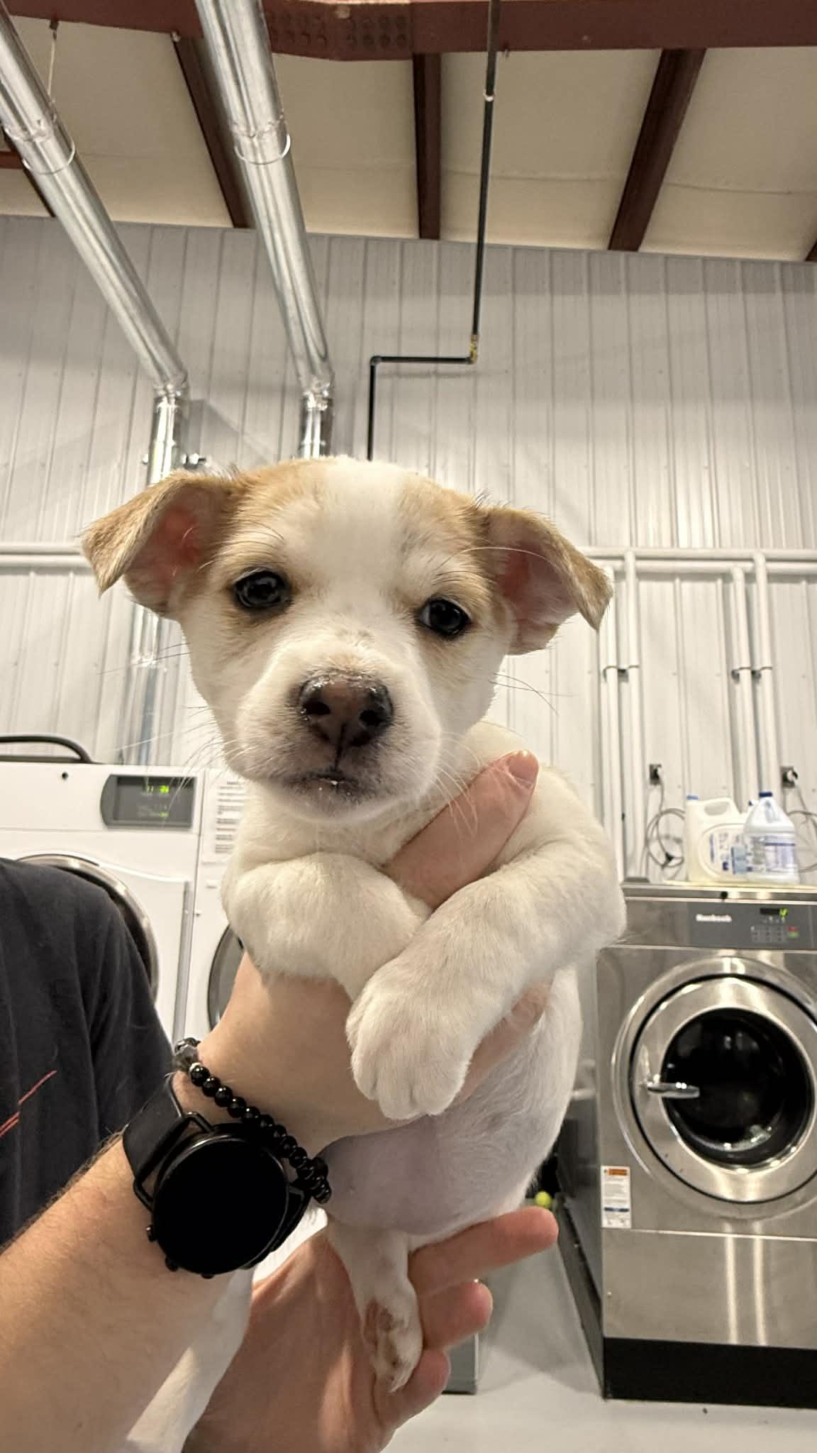 Lucy Chen, adopted, Puppy Female Terrier.