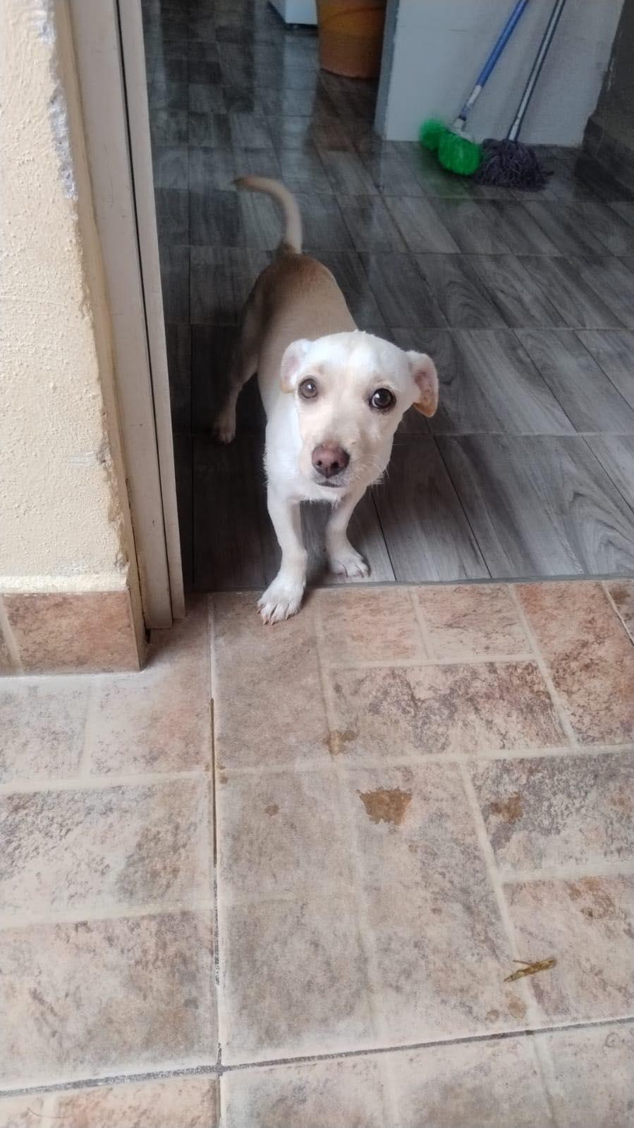 Tamal