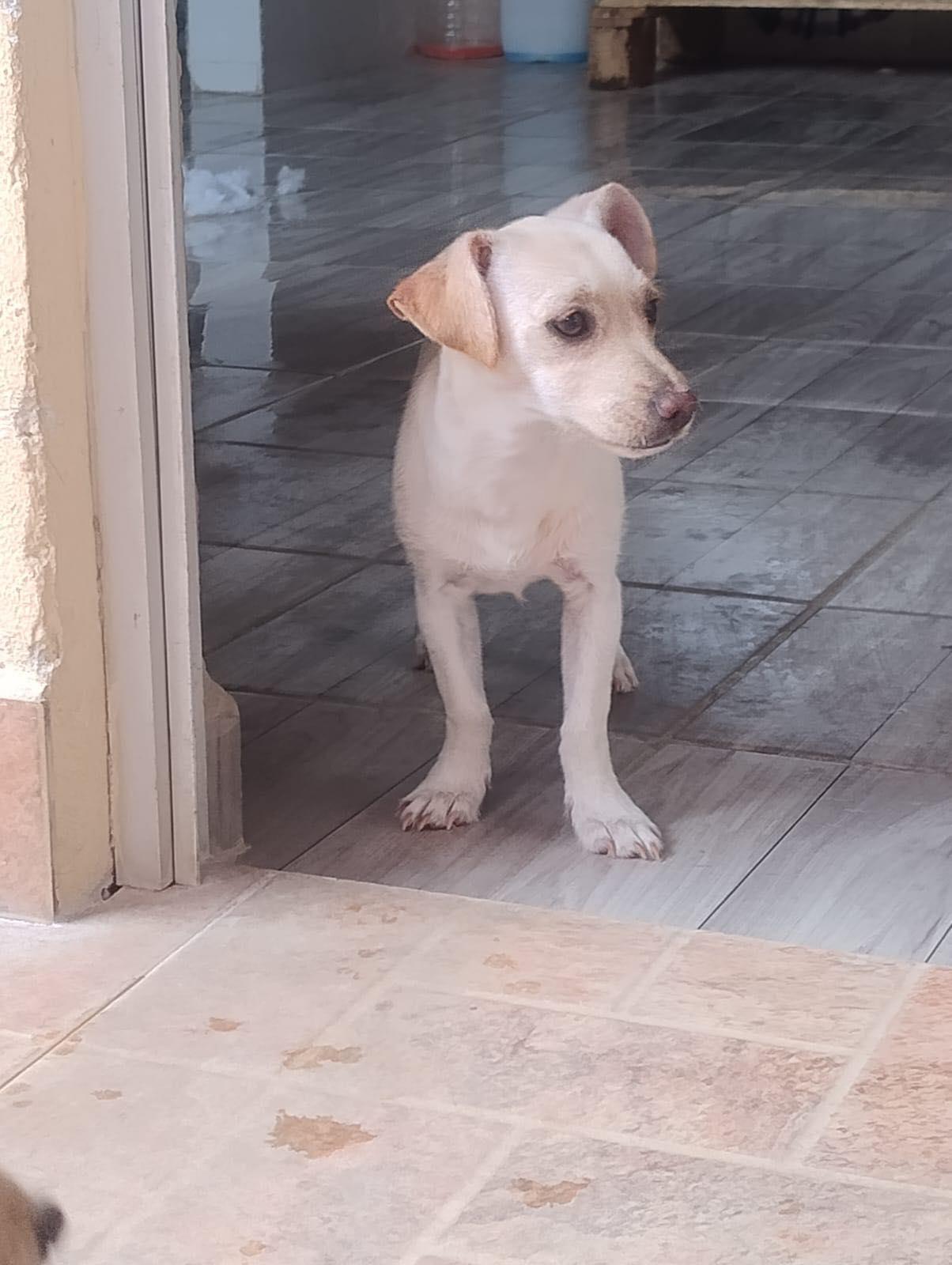 Tamal