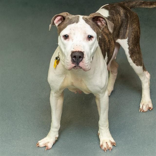 BLUEBELLE, Adoptable, Young Female Pit Bull Terrier & Mixed Breed.