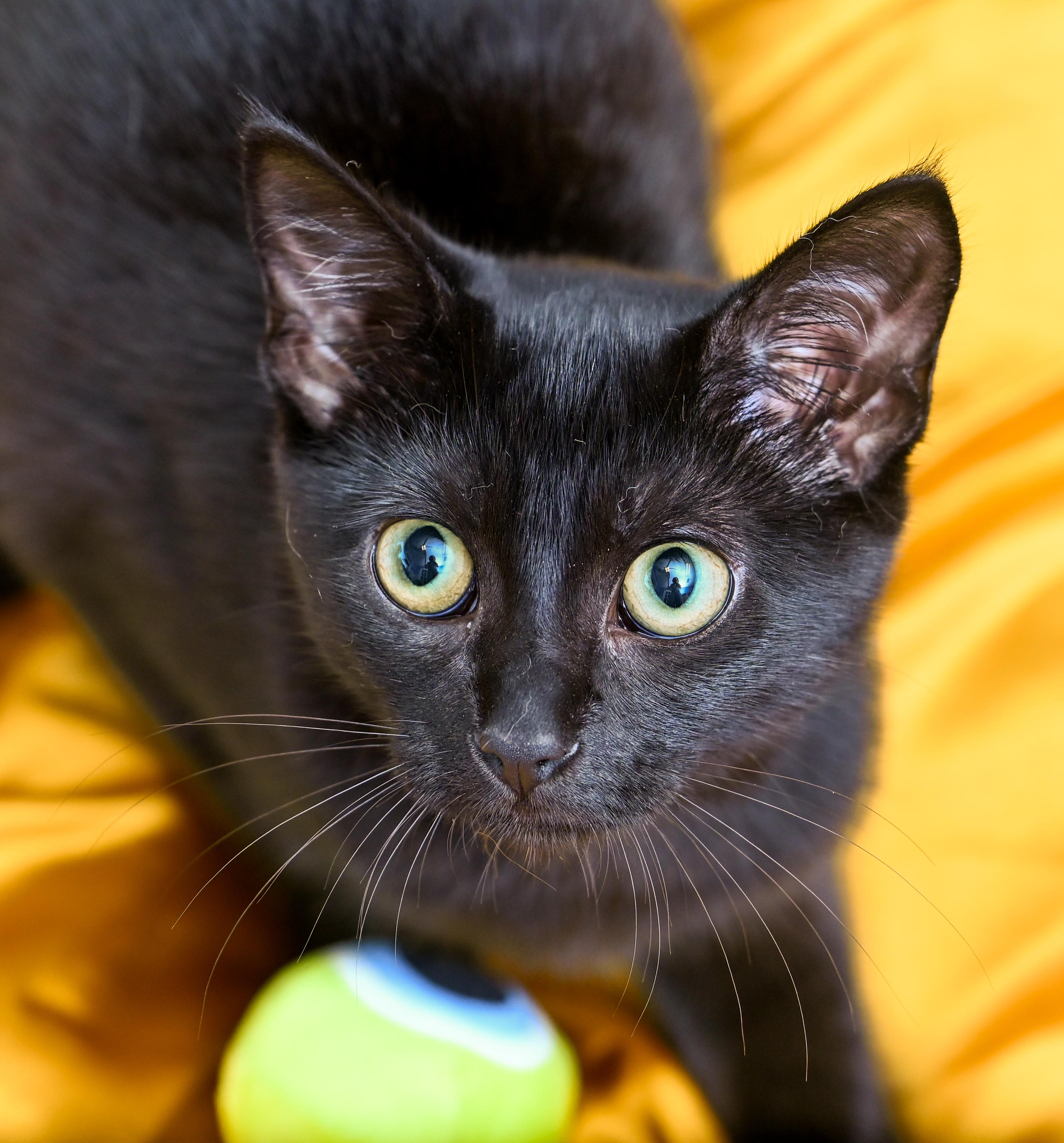 Enlarge Lavazza, a Adoptable Domestic Short Hair in Chattanooga, TN image 1/6