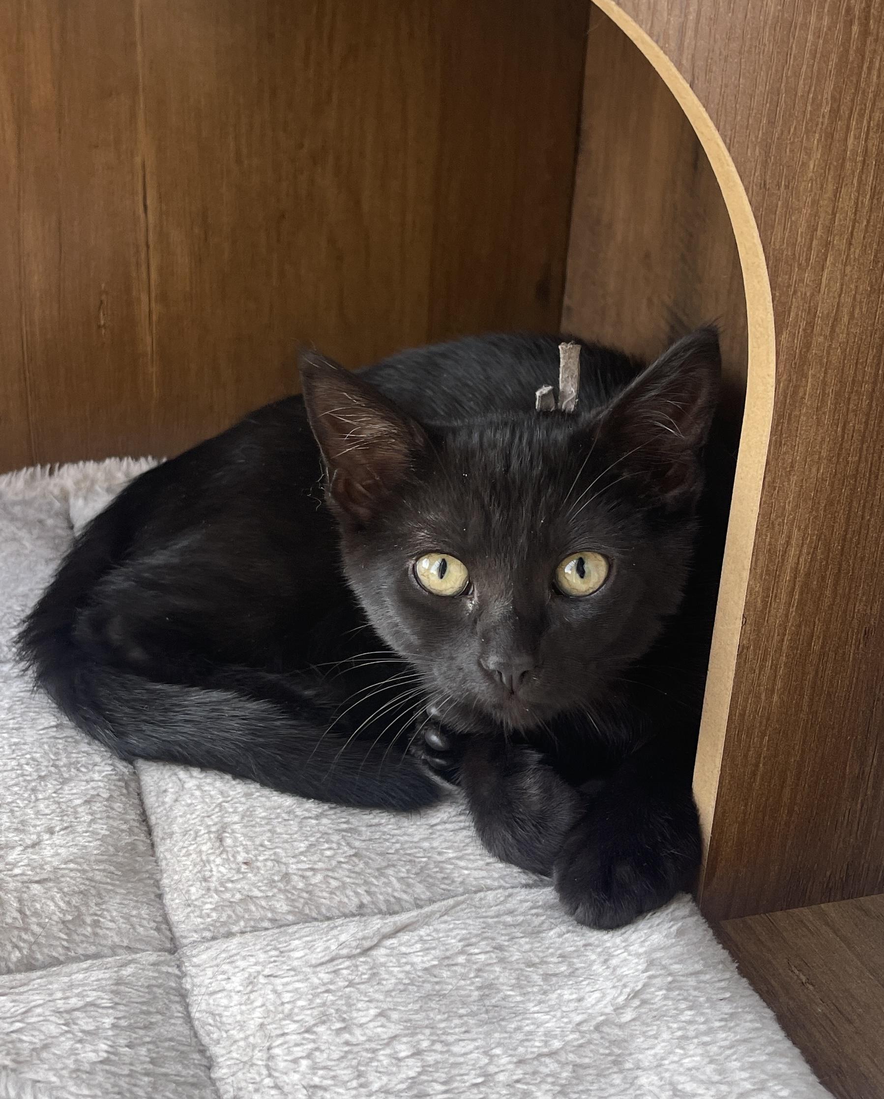 Enlarge Lavazza, a Adoptable Domestic Short Hair in Chattanooga, TN image 6/6