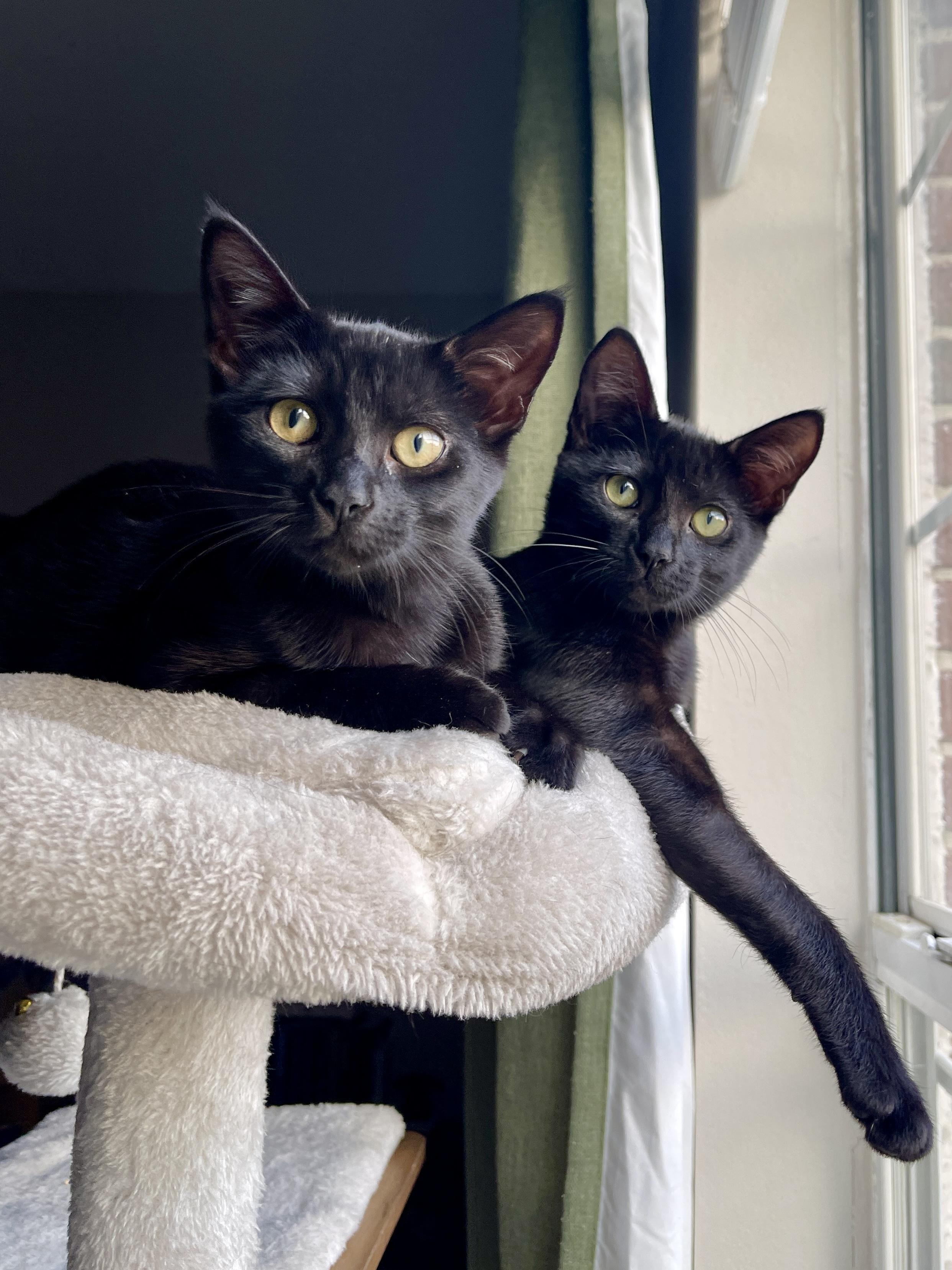 Enlarge Lavazza, a Adoptable Domestic Short Hair in Chattanooga, TN image 5/6