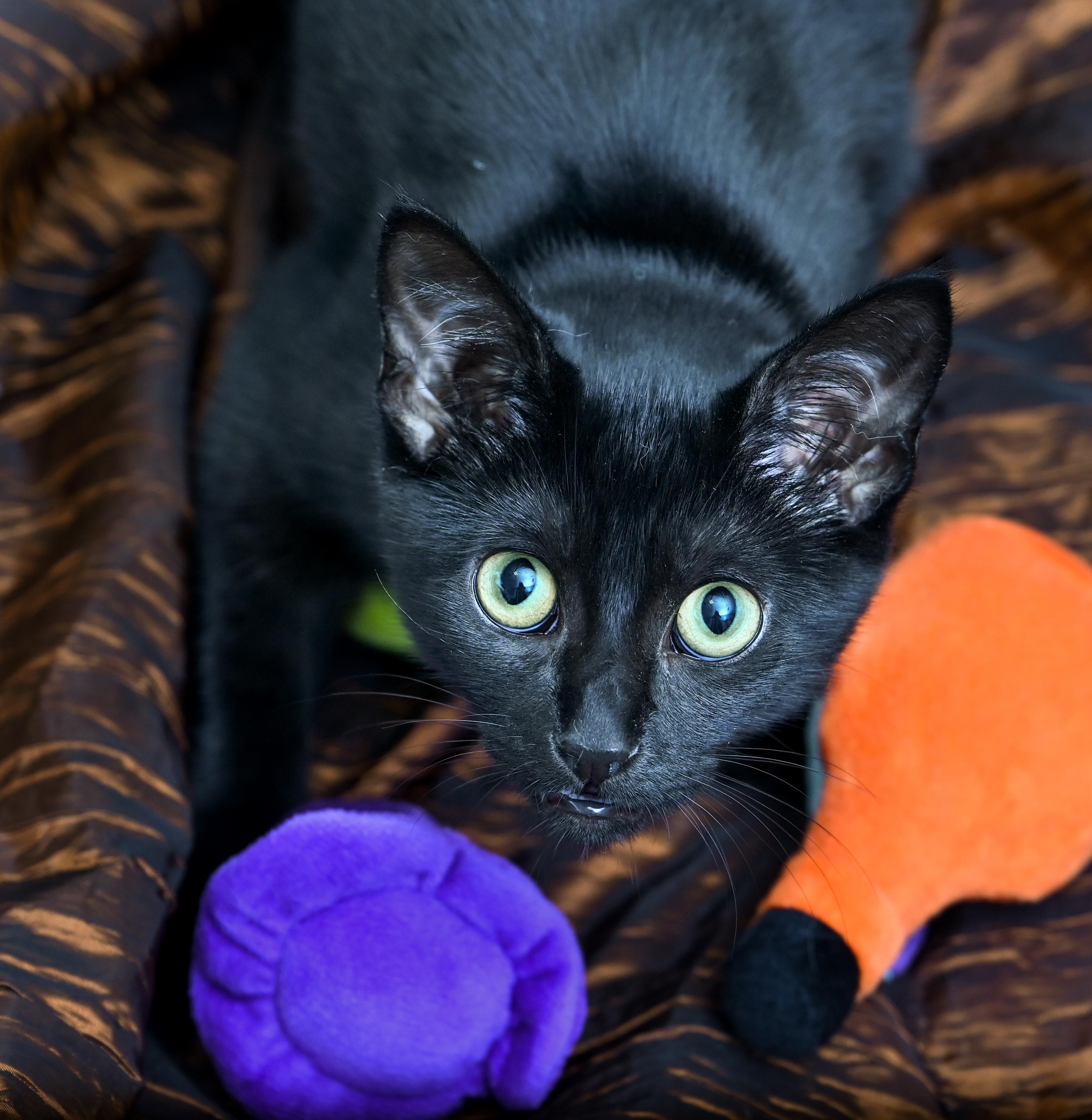 Enlarge Lavazza, a Adoptable Domestic Short Hair in Chattanooga, TN image 3/6
