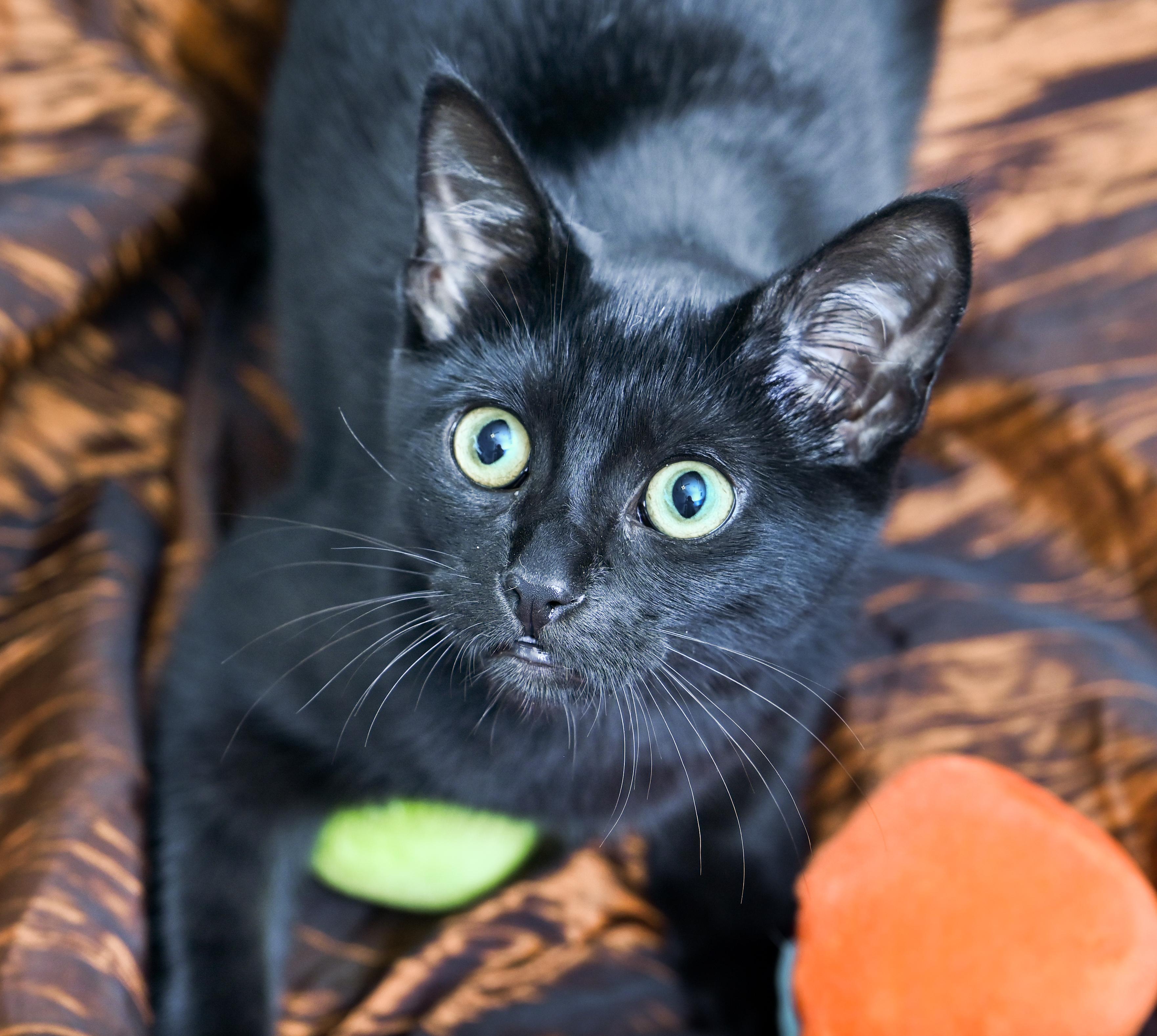 Enlarge Lavazza, a Adoptable Domestic Short Hair in Chattanooga, TN image 4/6