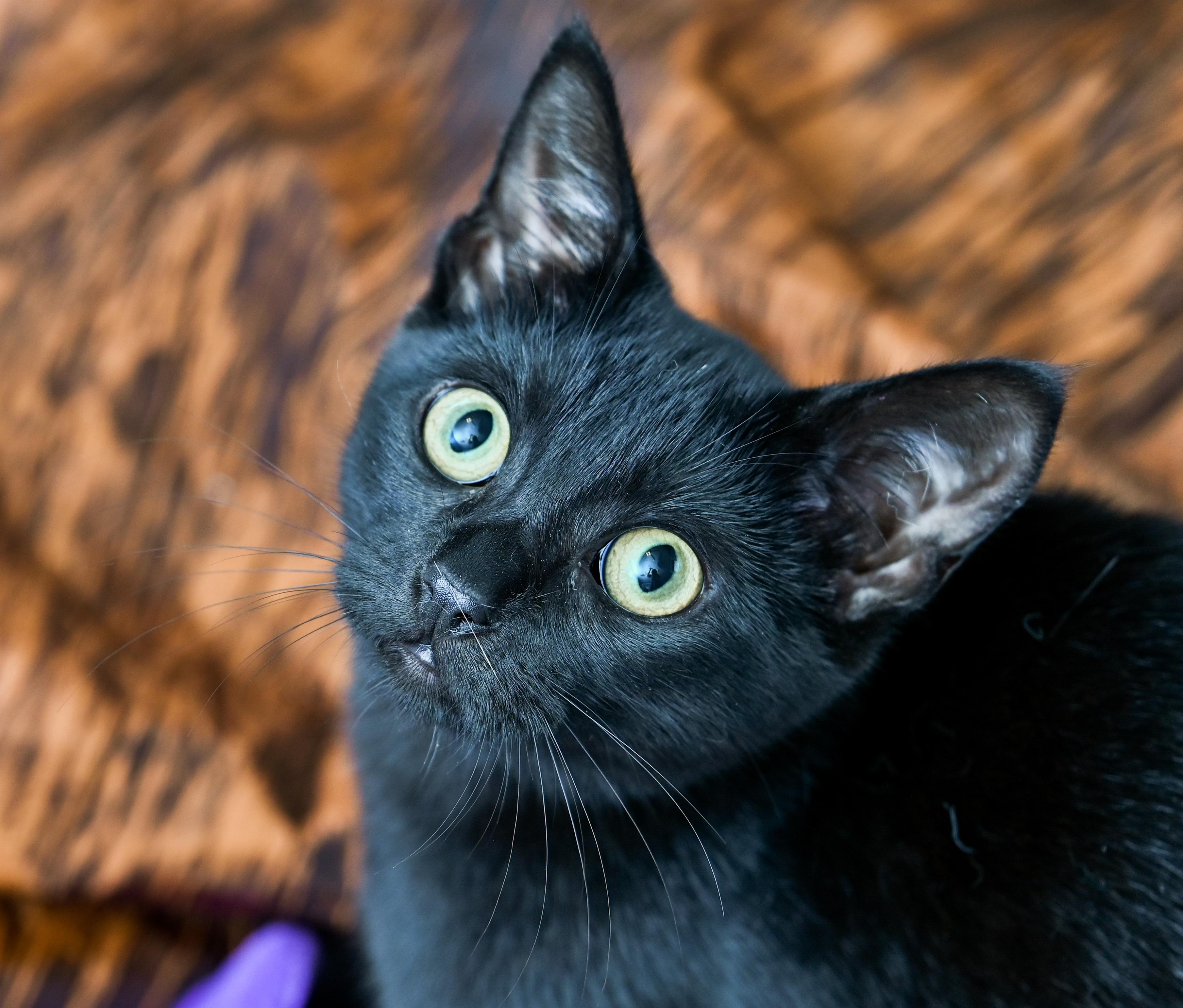 Enlarge Lavazza, a Adoptable Domestic Short Hair in Chattanooga, TN image 2/6