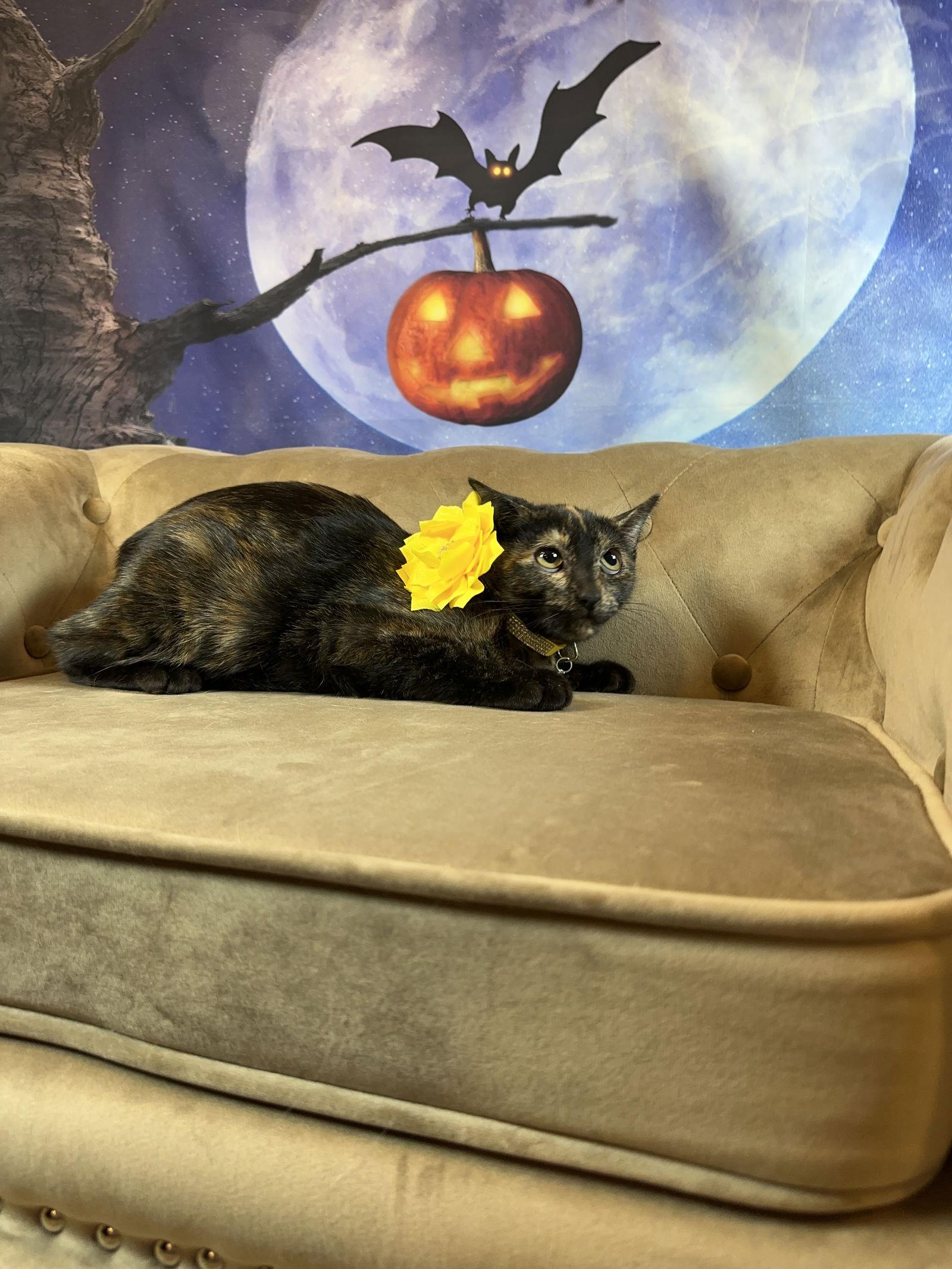 Toffee, Adoptable, Young Female Domestic Short Hair.