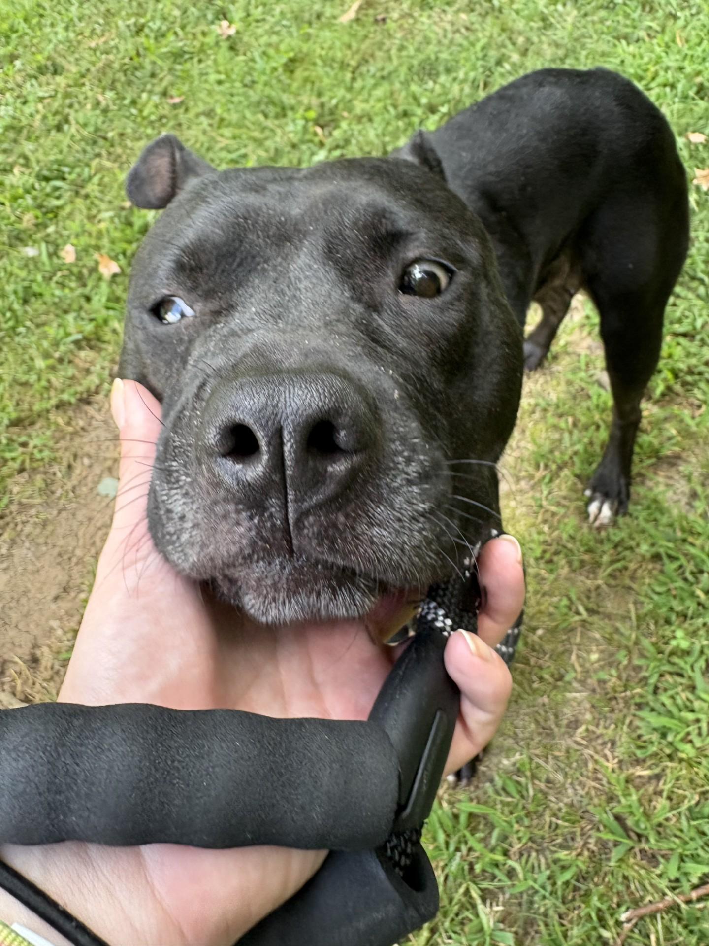 Lulu, Adoptable, Adult Female Pit Bull Terrier & American Staffordshire Terrier.