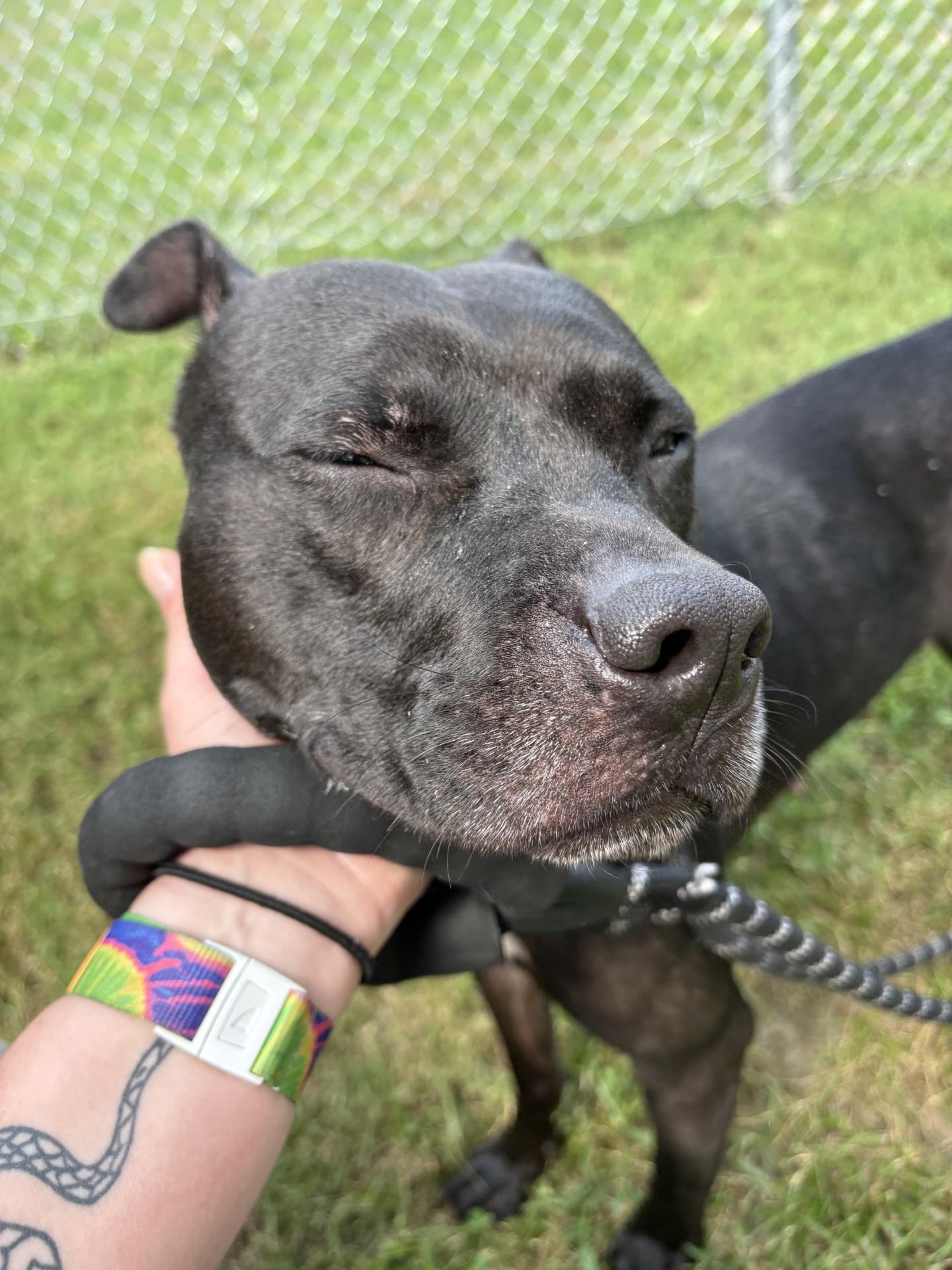 Enlarge Lulu, a Adoptable mixed breed in Ashland, VA image 5/5