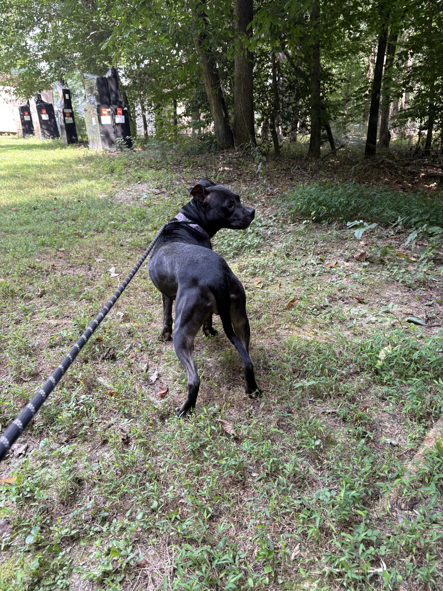 Enlarge Lulu, a Adoptable mixed breed in Ashland, VA image 4/5