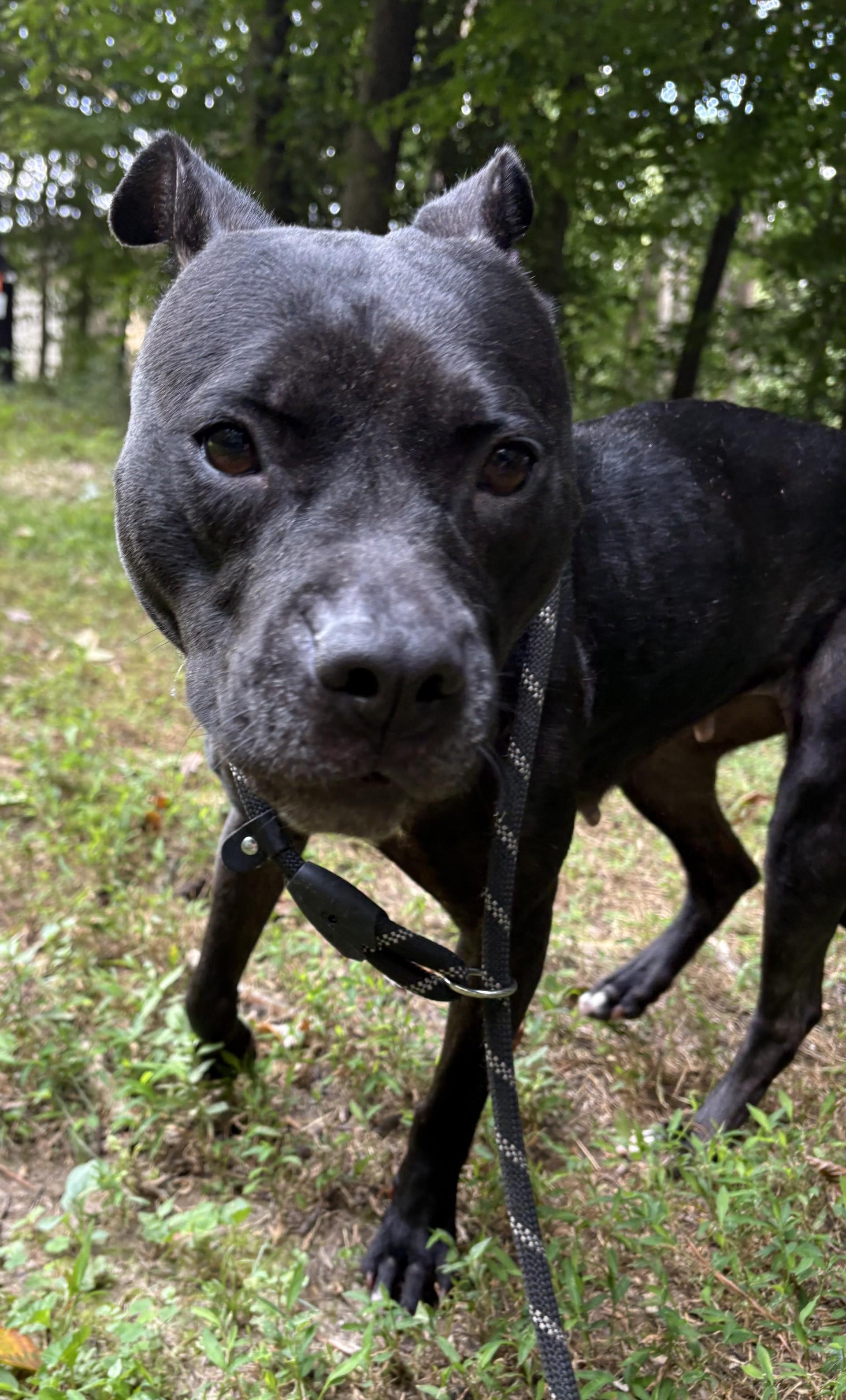 Enlarge Lulu, a Adoptable mixed breed in Ashland, VA image 2/5