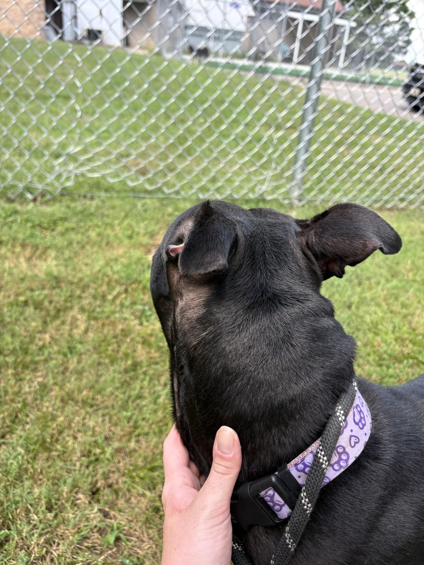 Enlarge Lulu, a Adoptable mixed breed in Ashland, VA image 3/5
