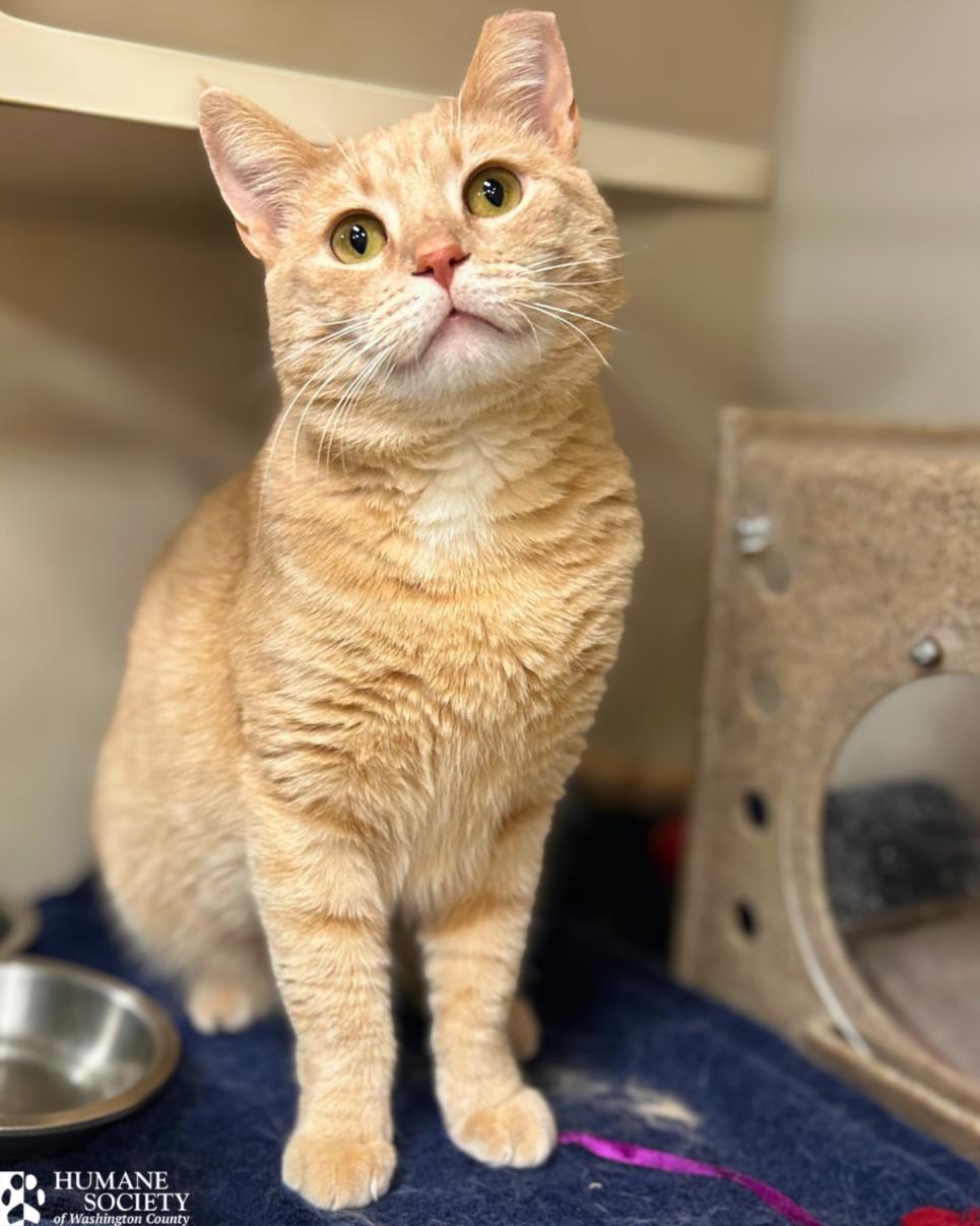 SPAGHETTI SQUASH, Adoptable, Young Male Domestic Short Hair.