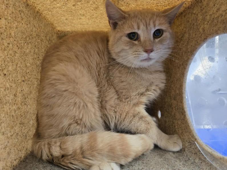 Enlarge SPAGHETTI SQUASH, a Adoptable Domestic Short Hair in Hagerstown, MD image 2/2