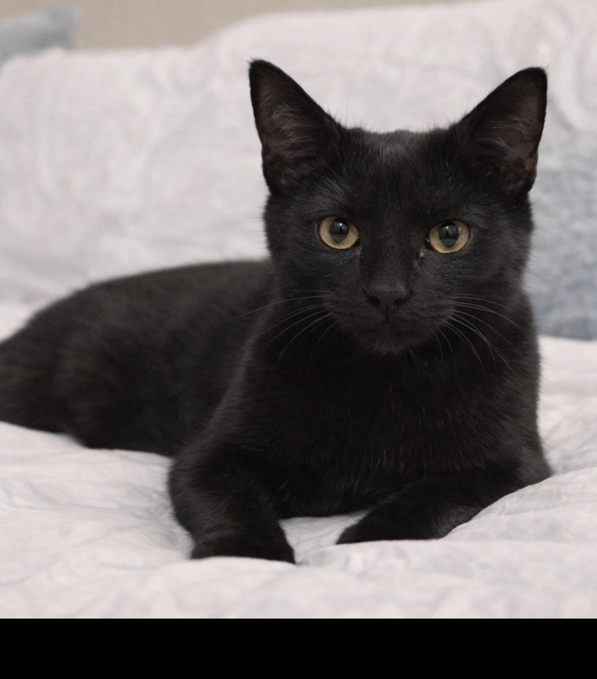 Noel, adopted, Kitten Female Domestic Short Hair.