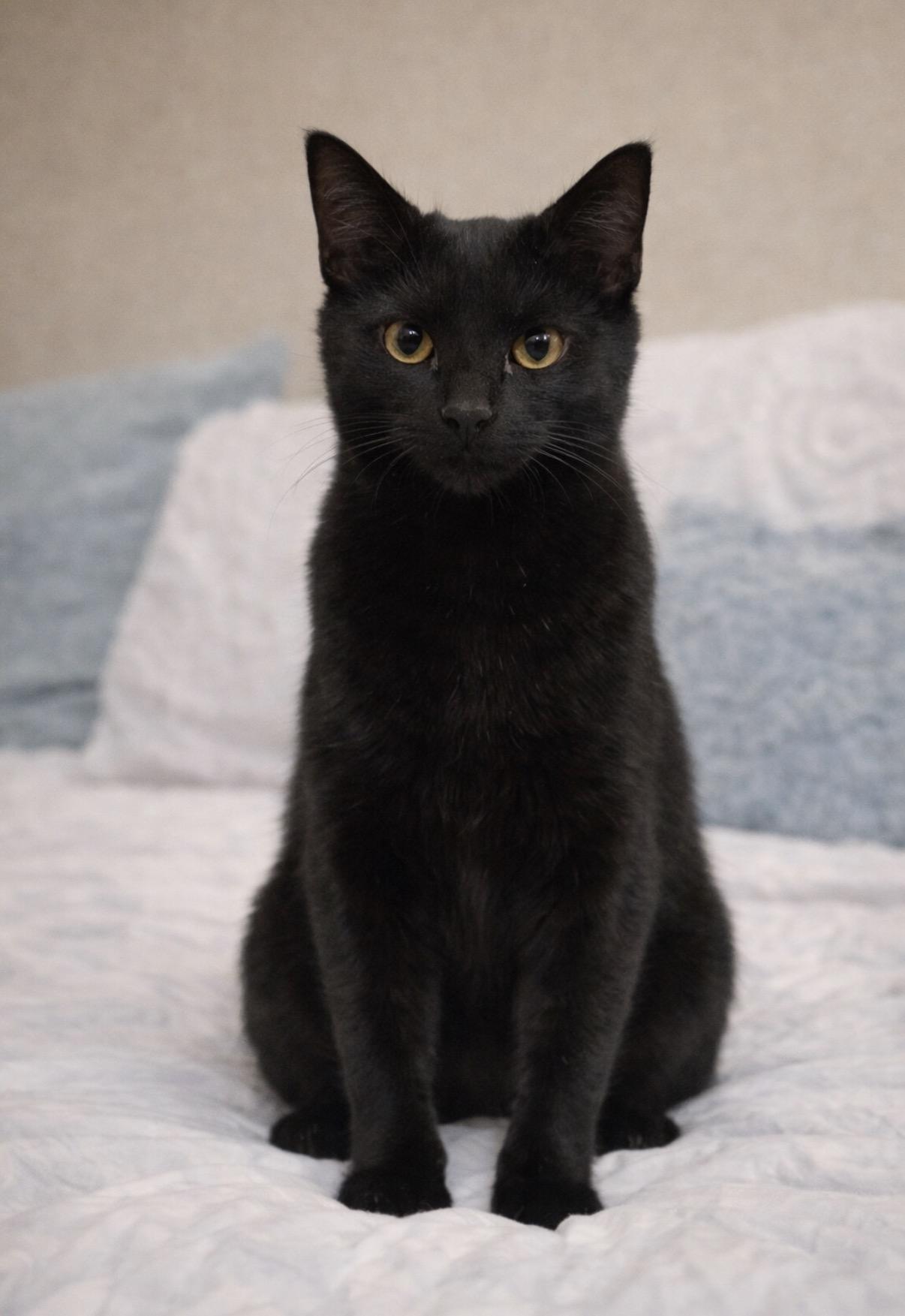 Enlarge Noel, an adopted Domestic Short Hair in Old Bridge, NJ image 2/2