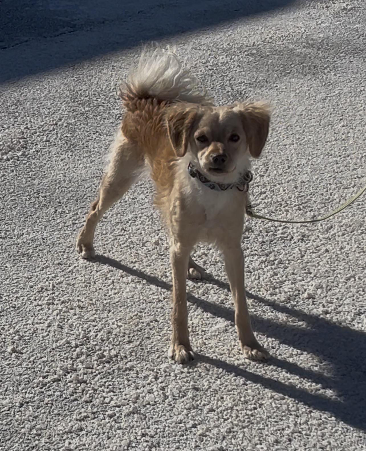 Rice Krispie , an adopted mixed breed in Montville, NJ image 2/6