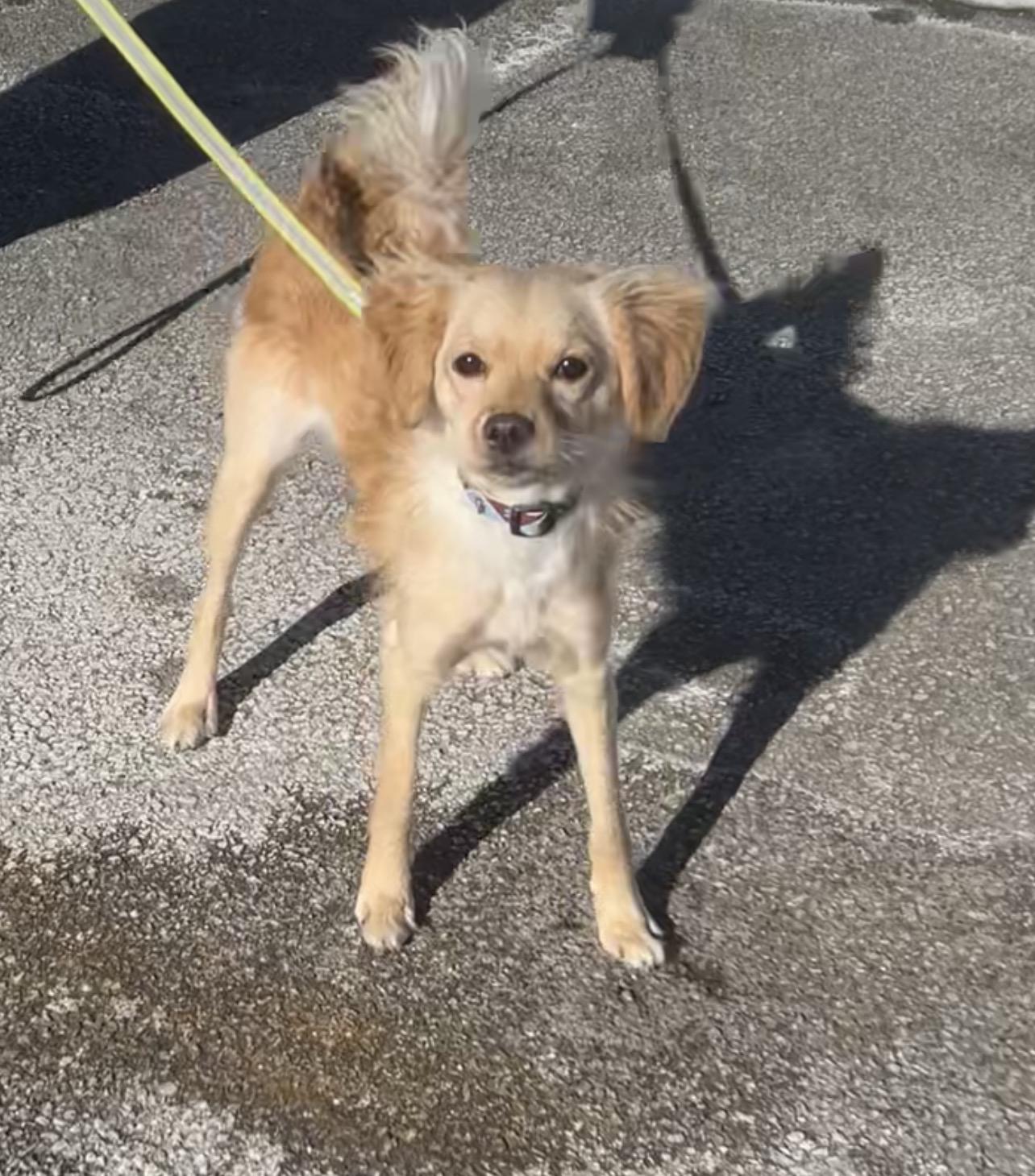 Rice Krispie , an adopted mixed breed in Montville, NJ image 1/6