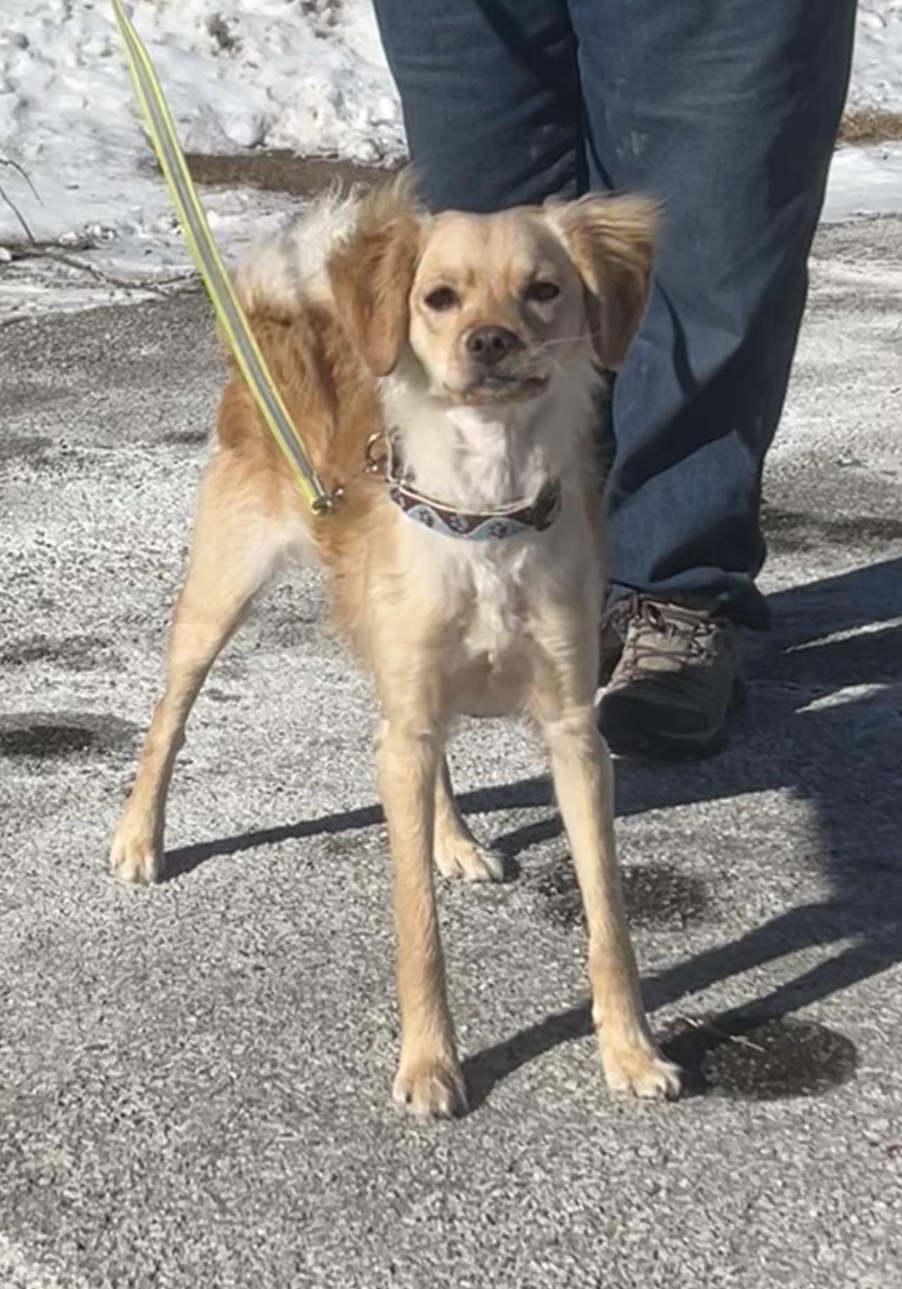 Rice Krispie , an adopted mixed breed in Montville, NJ image 5/6