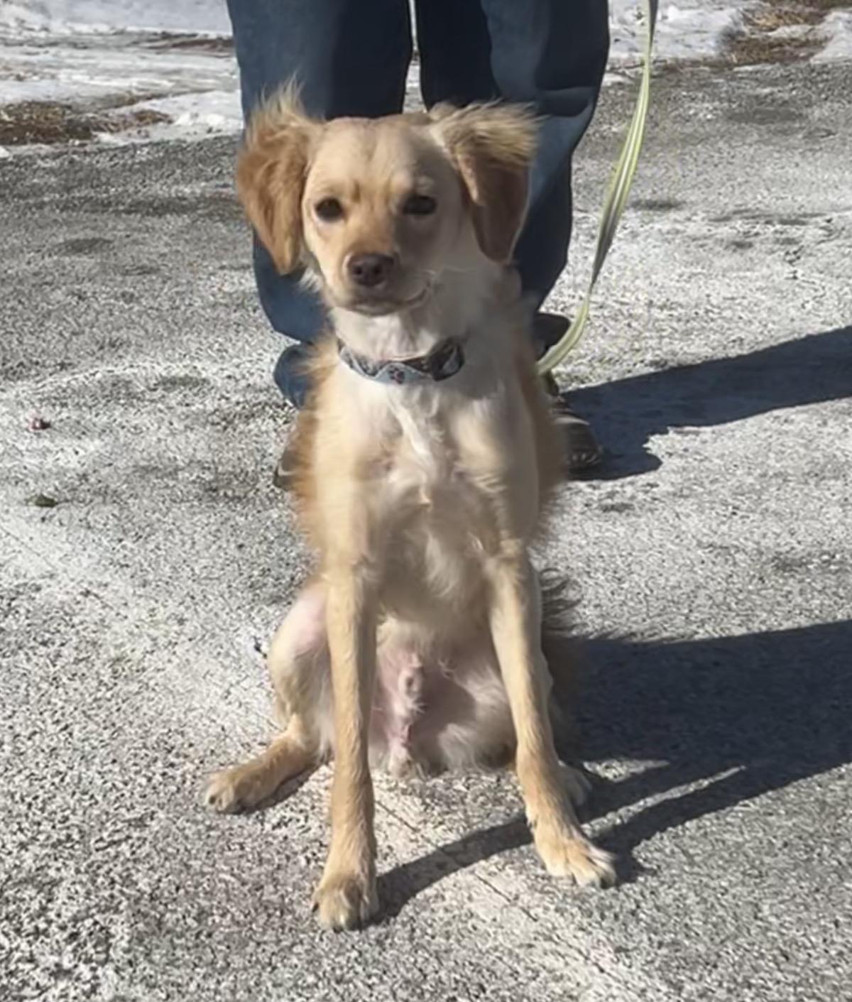 Rice Krispie , an adopted mixed breed in Montville, NJ image 4/6