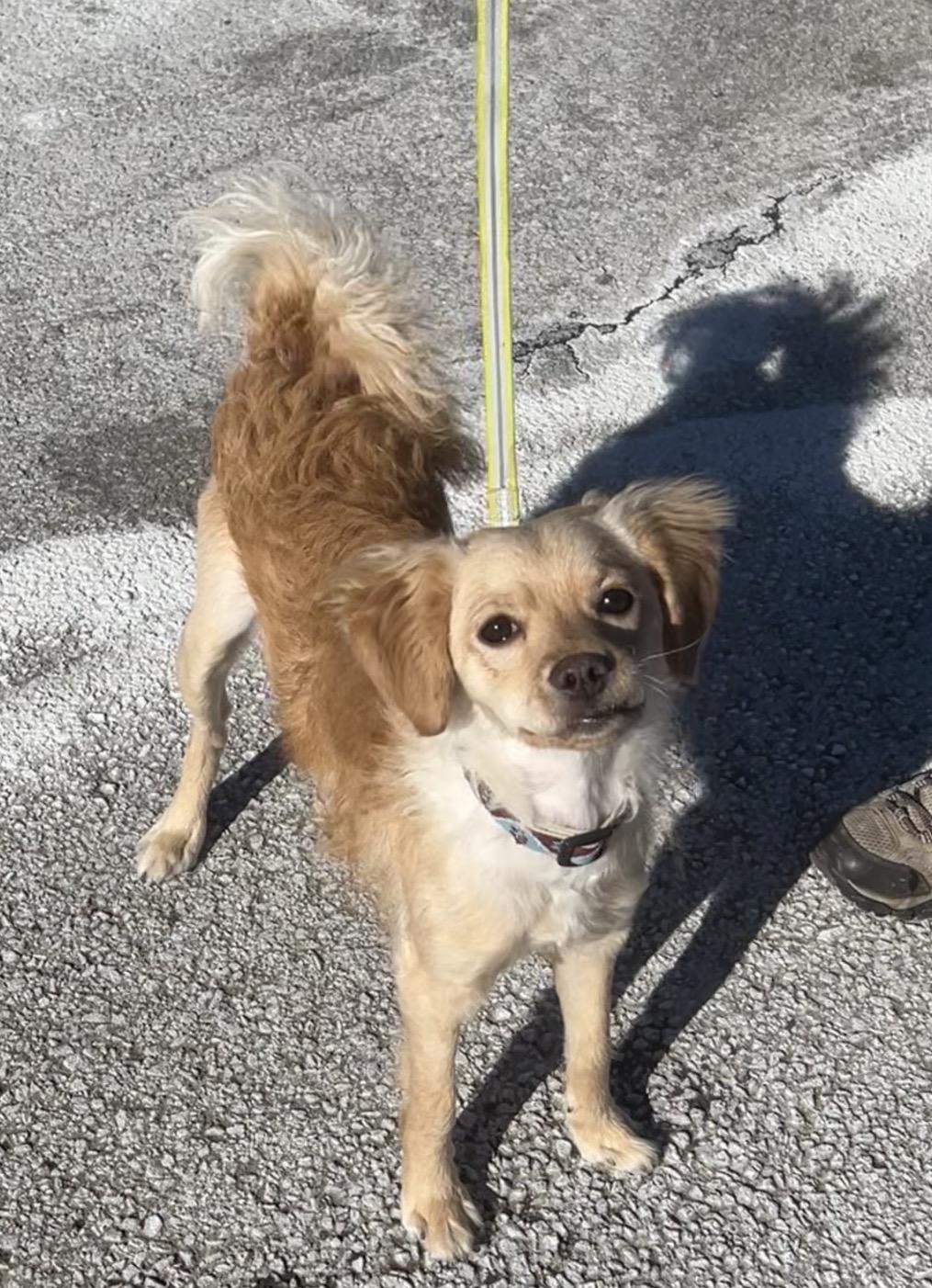 Rice Krispie thumbnail 5