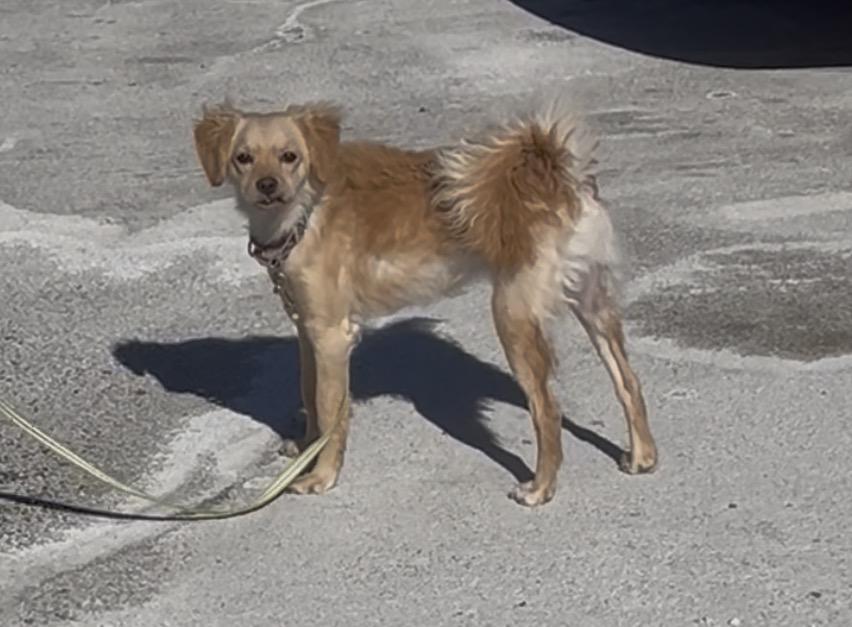 Rice Krispie , an adopted mixed breed in Montville, NJ image 6/6