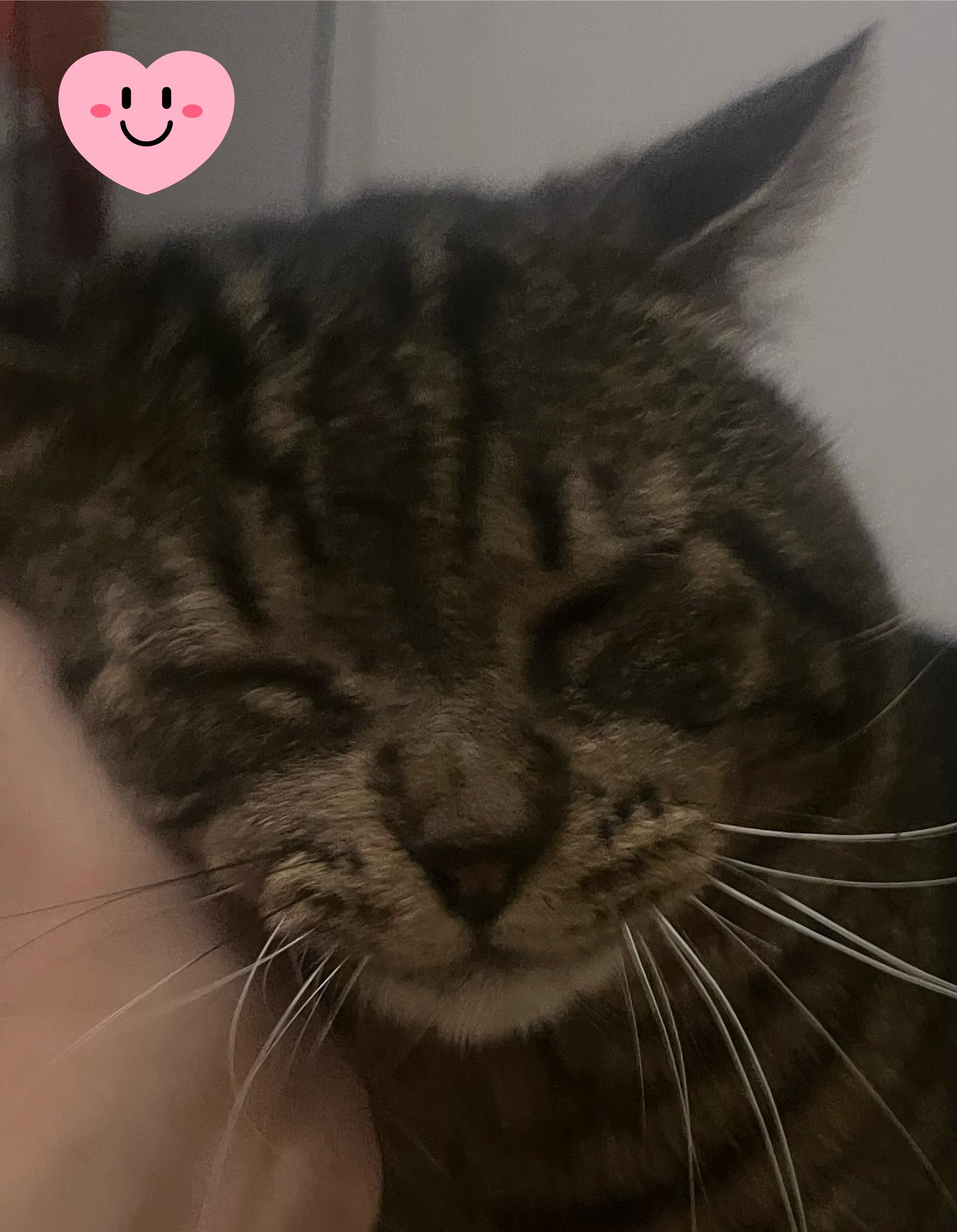 Rocco Taco, an adopted Domestic Short Hair in Orlando, FL image 2/6
