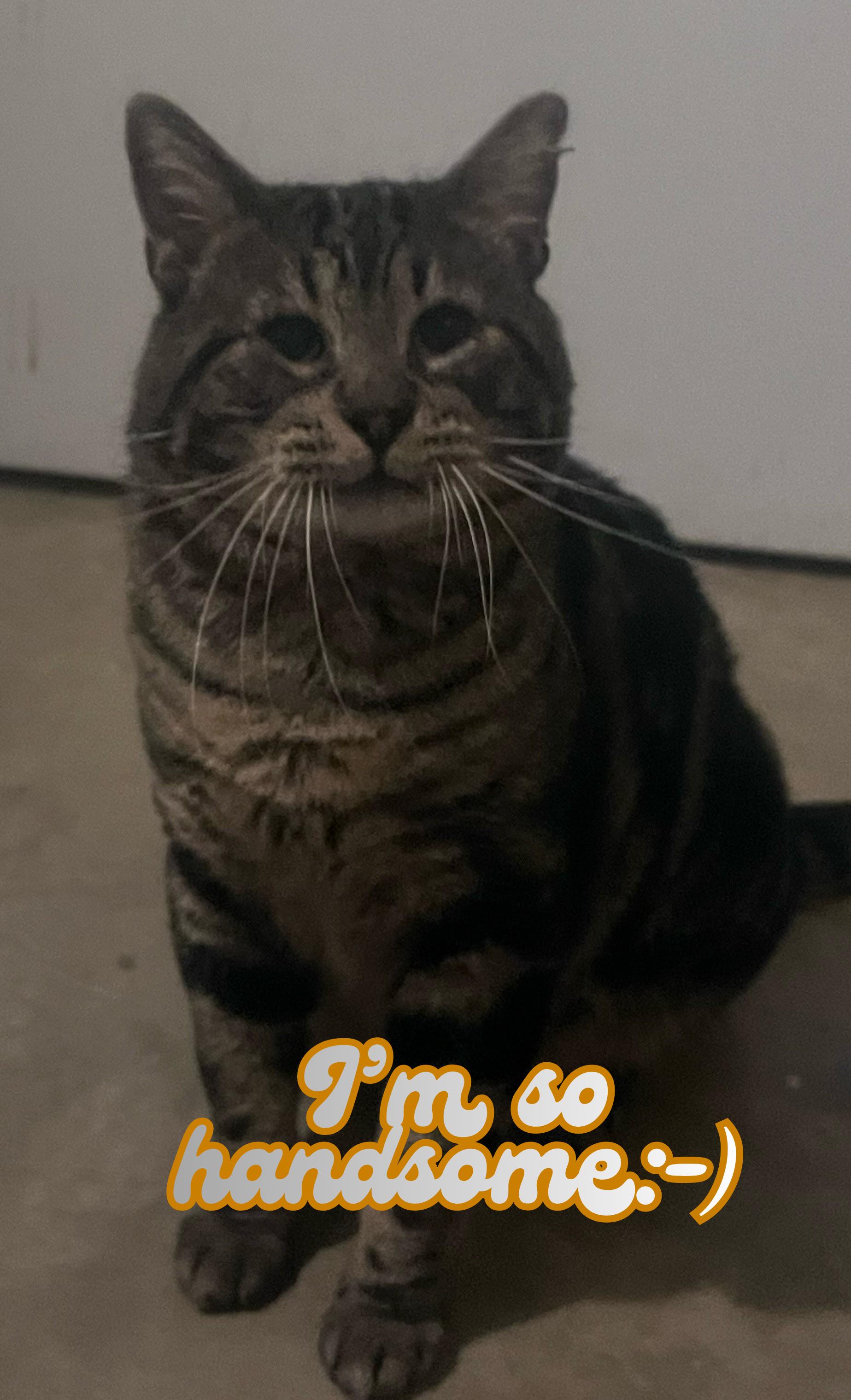 Rocco Taco, adopted, Adult Male Domestic Short Hair.